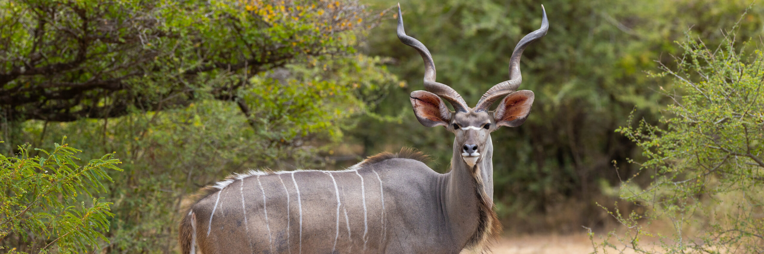 southern-greater-kudu