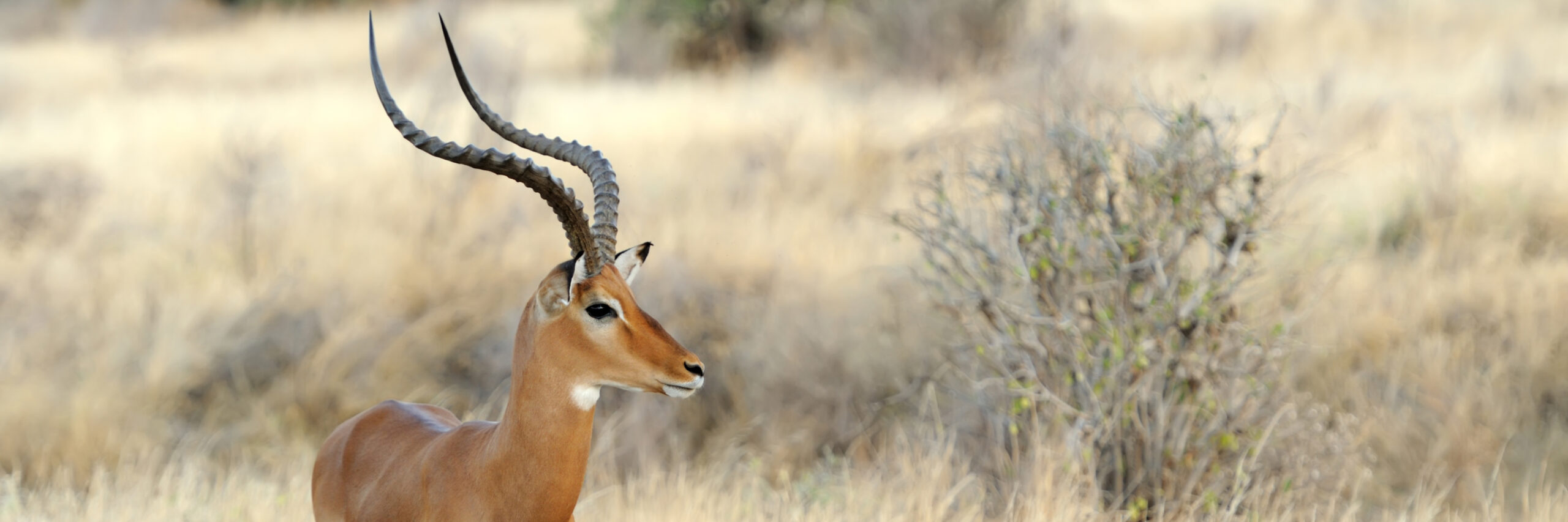 southern-impala