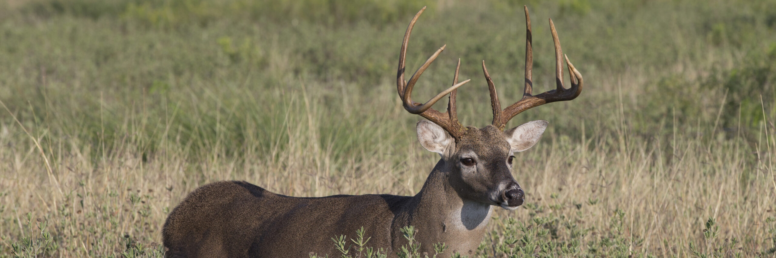 texas-white-tailed-deer