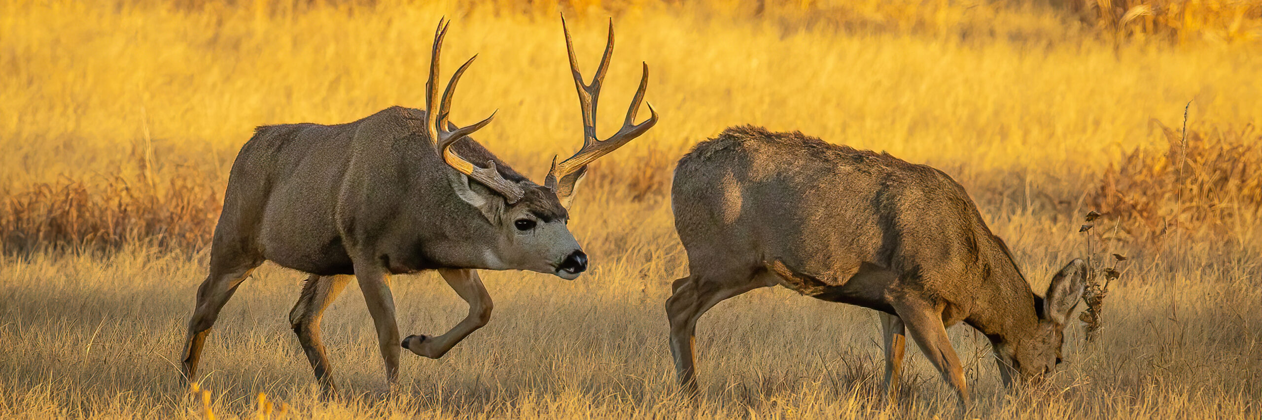 tiburon-island-mule-deer