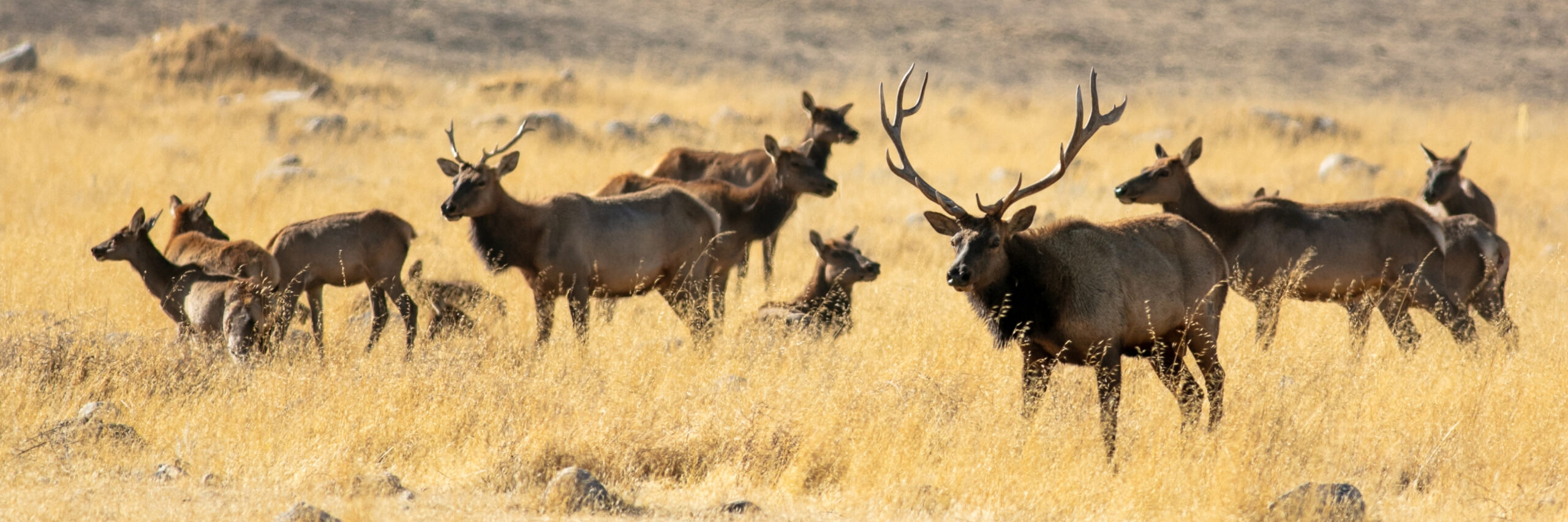 tule-elk