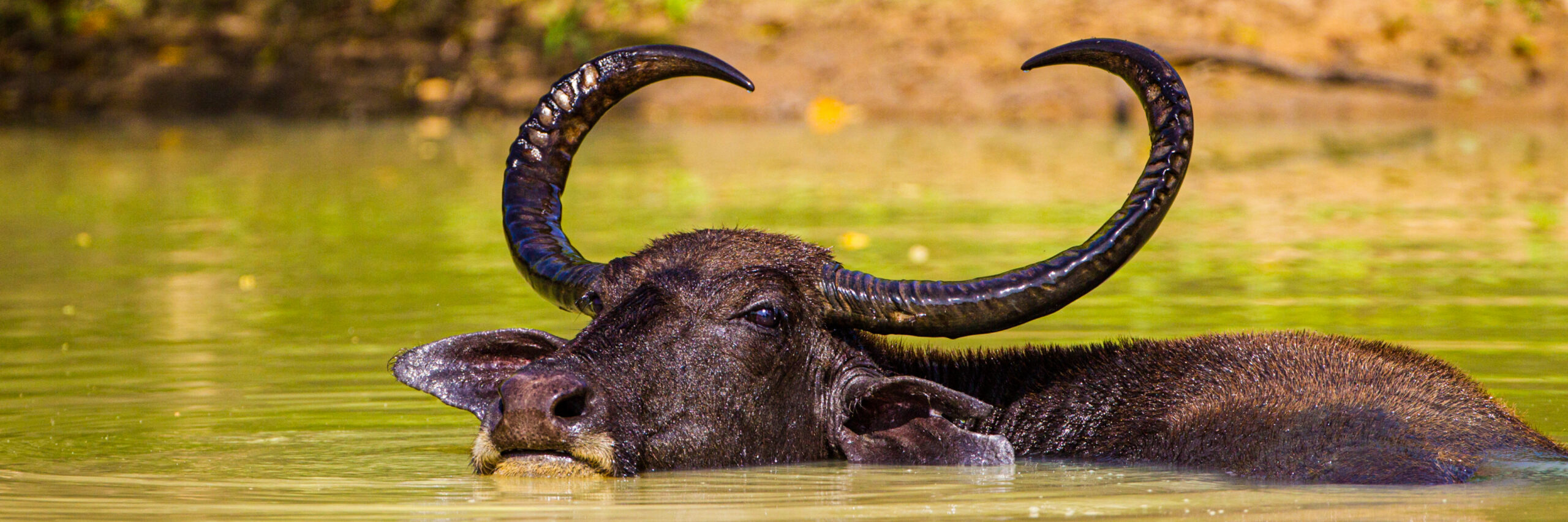 water-buffalo