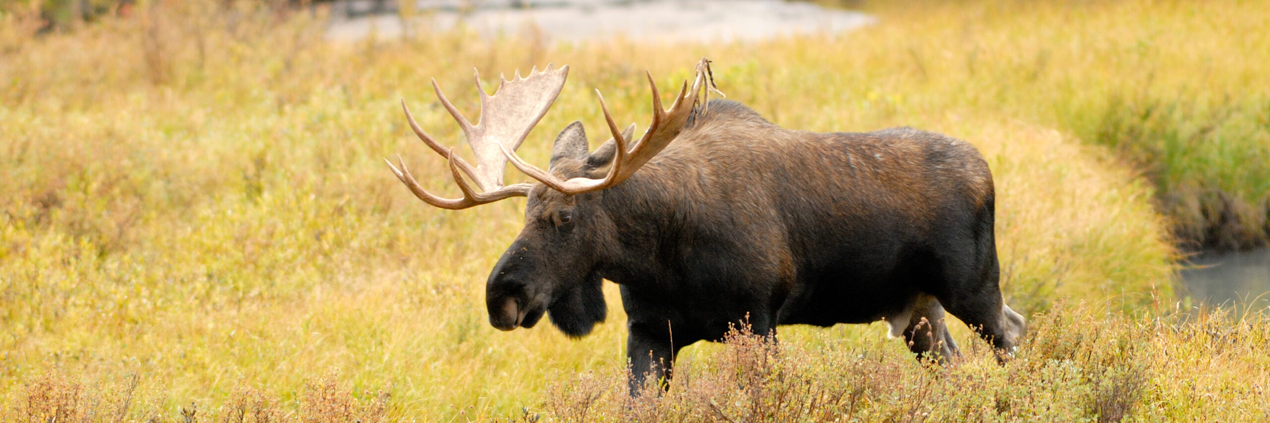 western-canada-moose