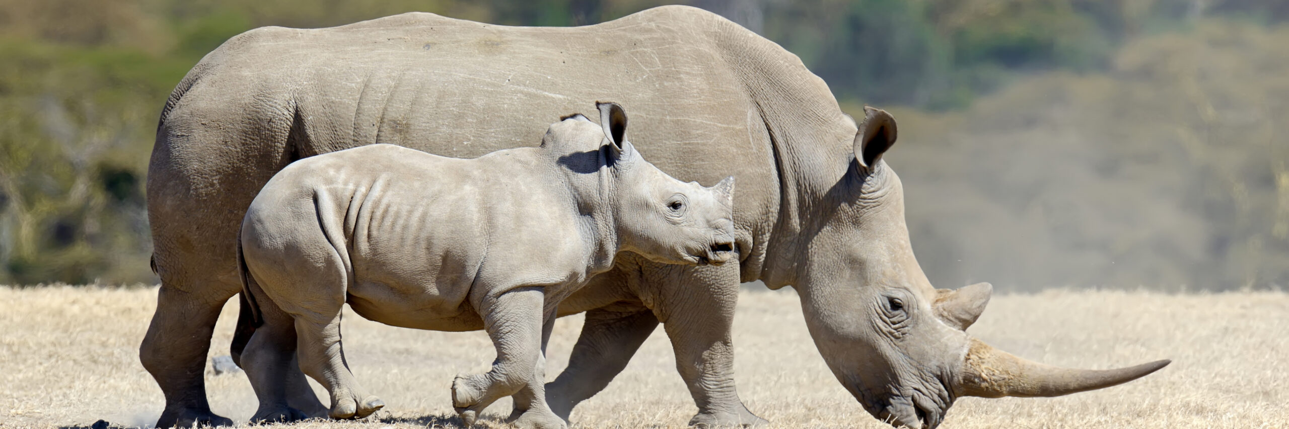 white-rhinoceros