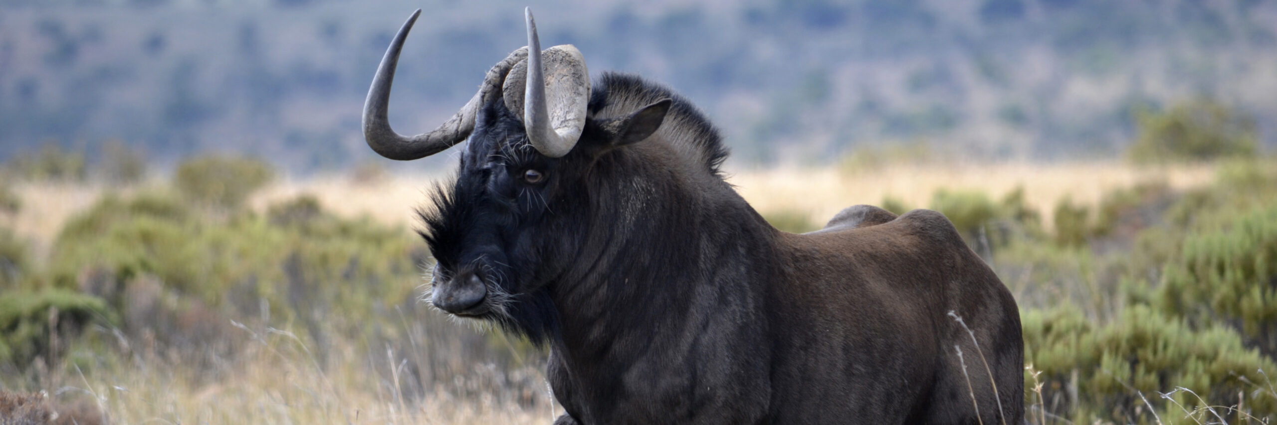 wildebeest-black