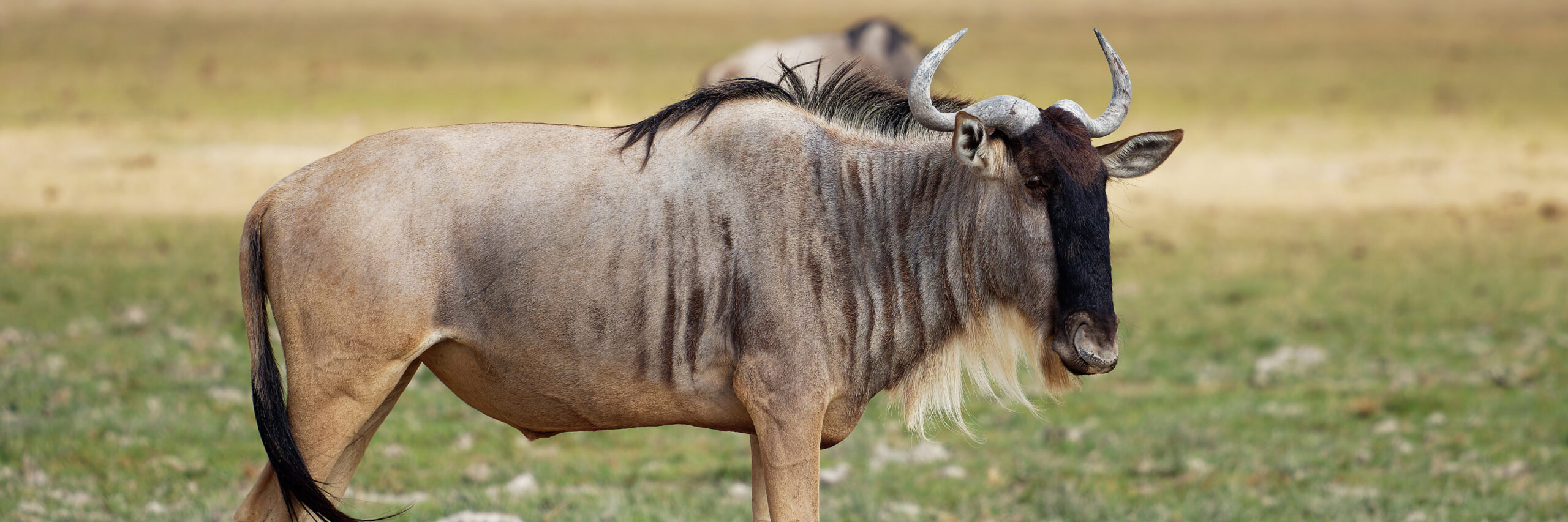 wildebeest-whitebearded