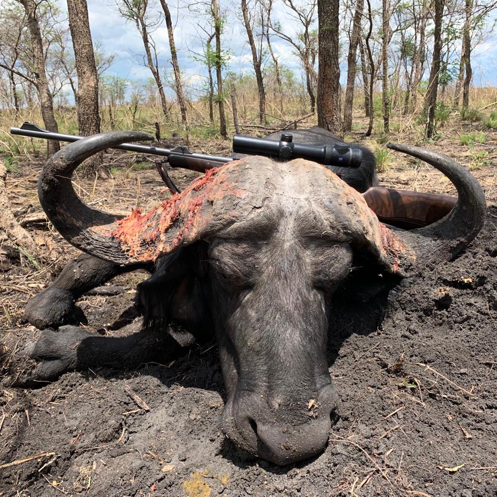 buffalo-tanzania