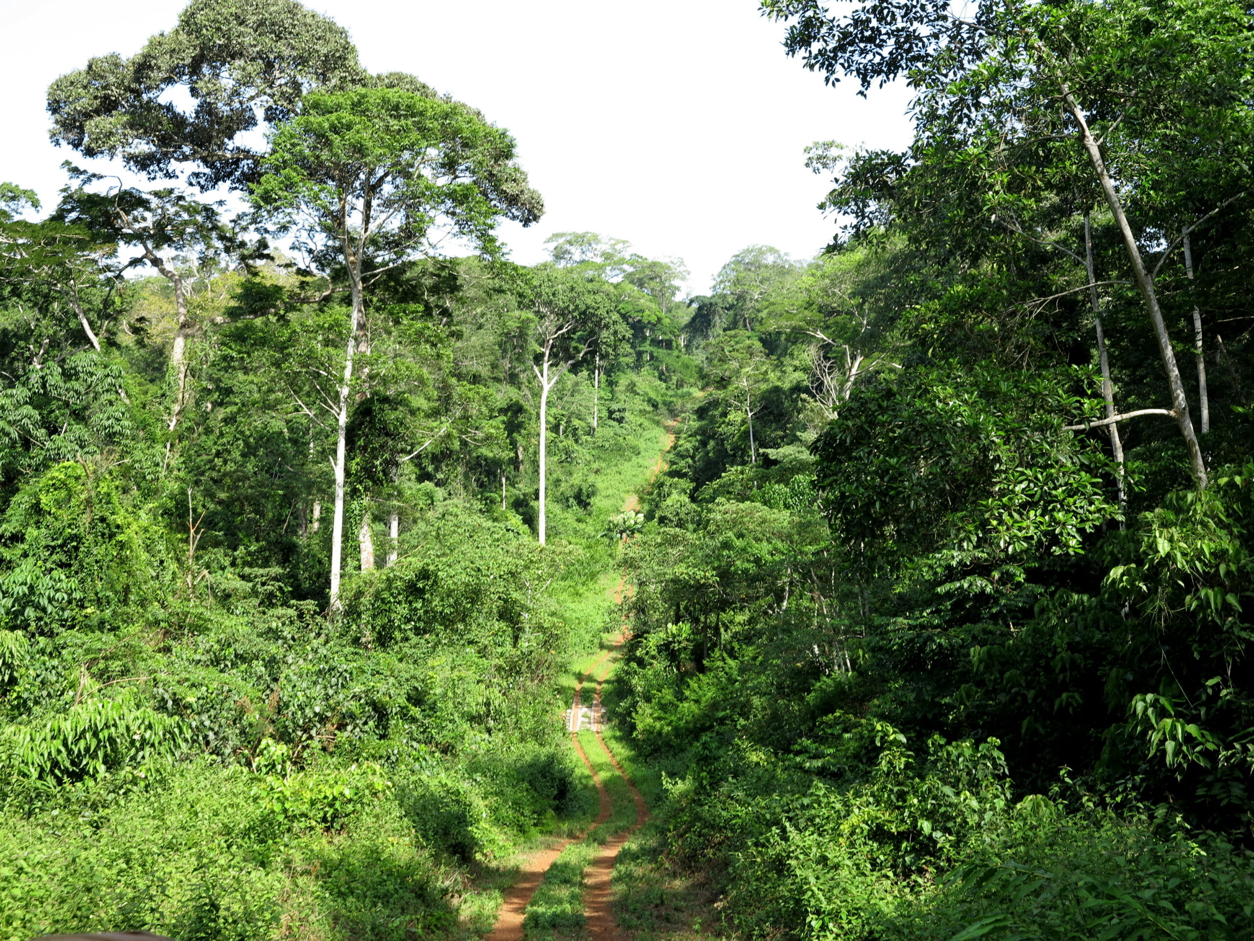 cameroon-forest
