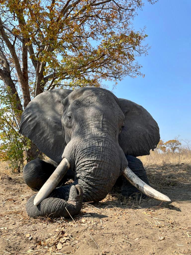 elephant-botswana-12.2022