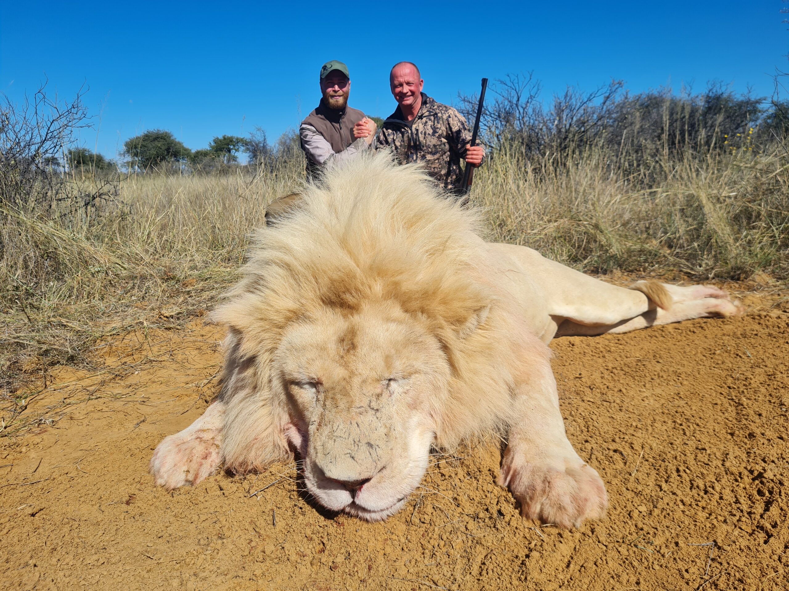 huge-lion-africa