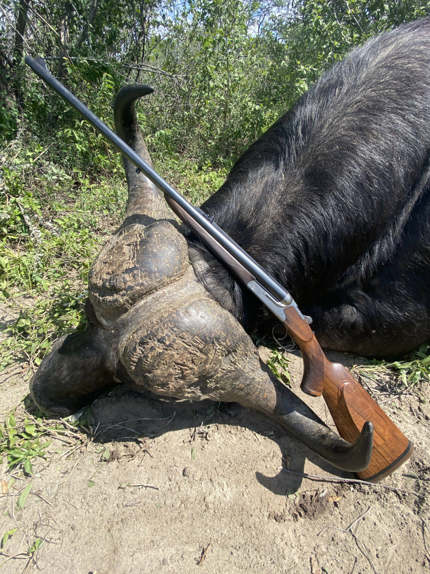 hunt-buffalo-in-botswana