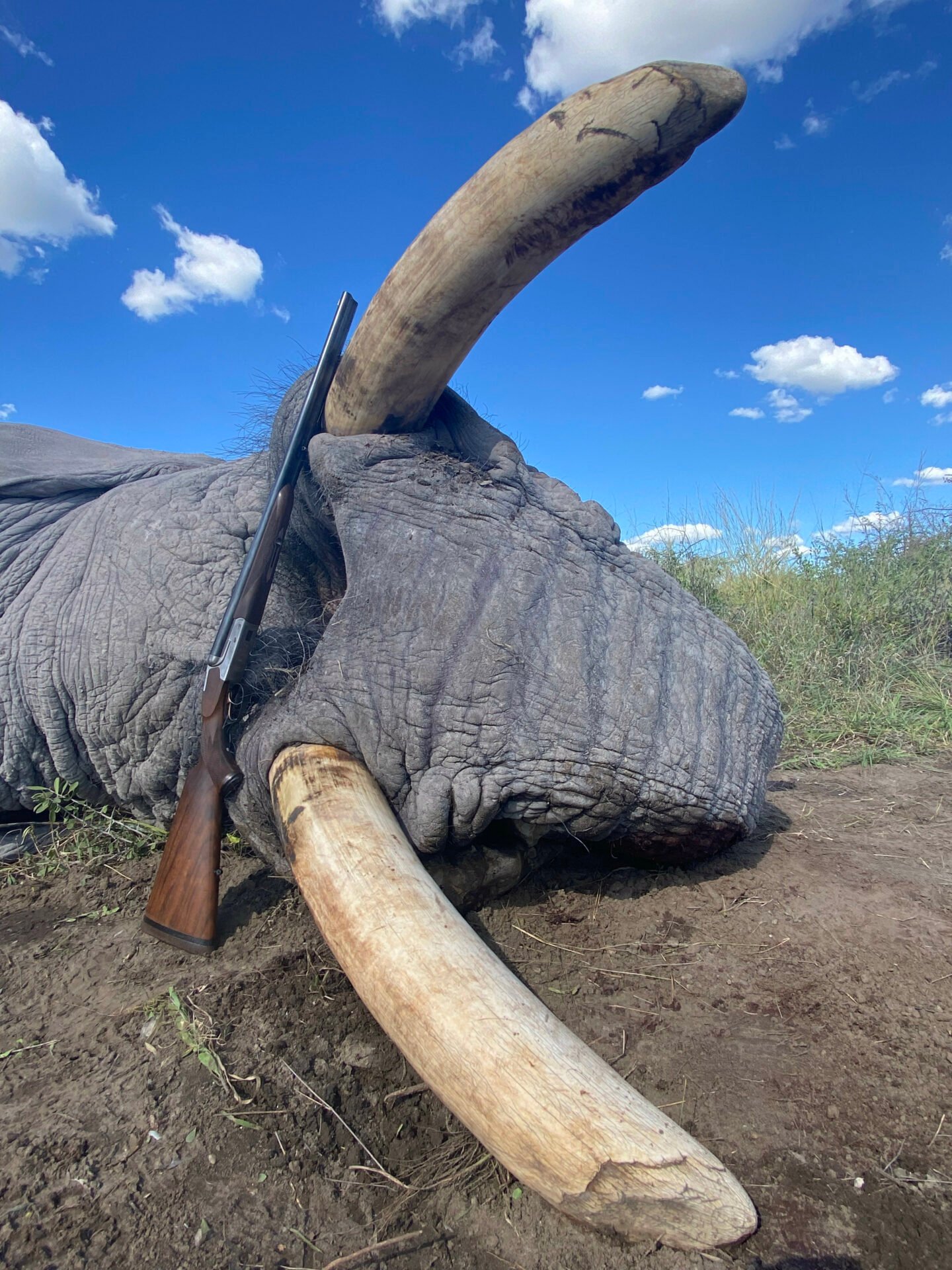 hunt-elephant-in-botswana