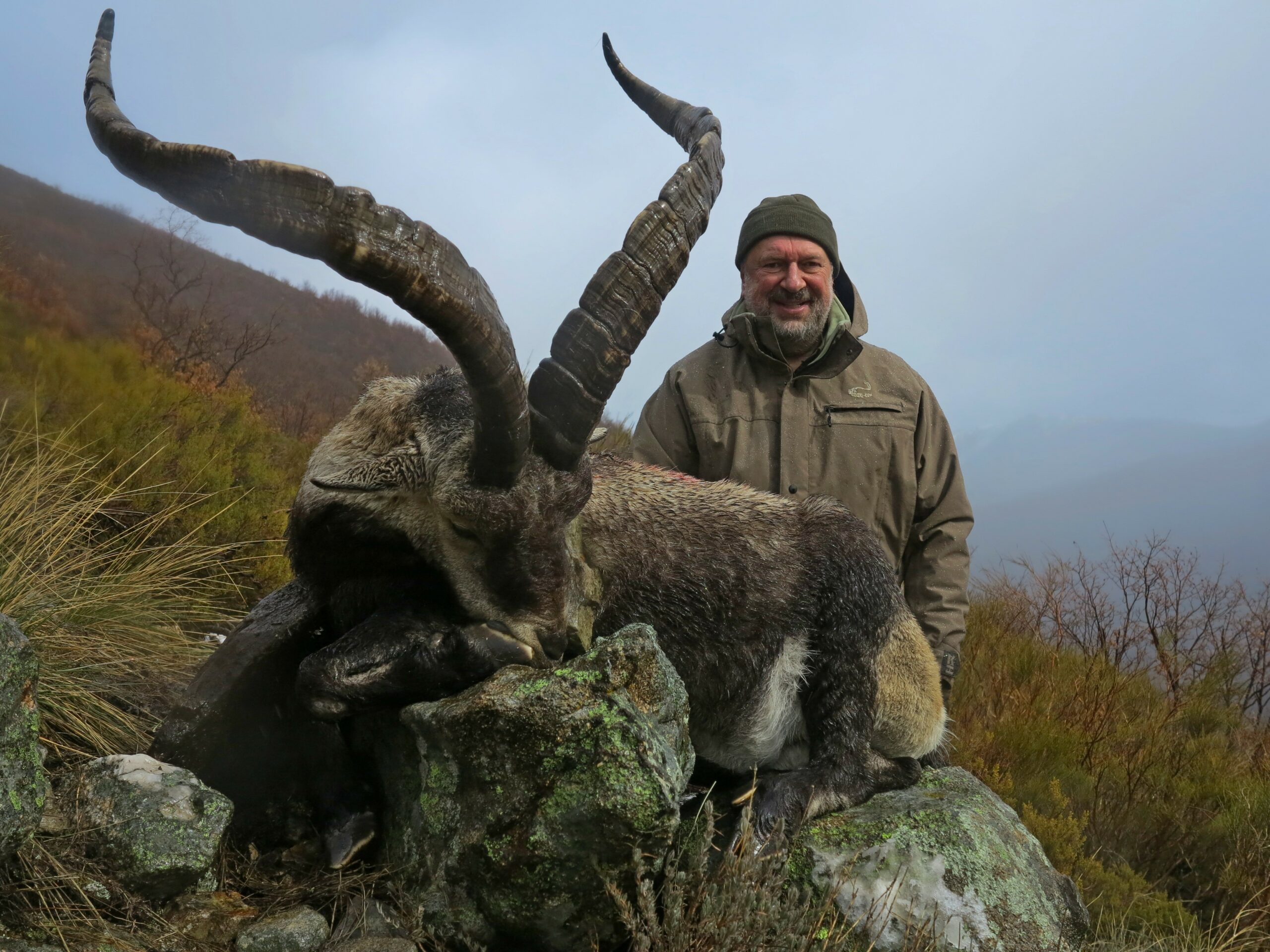 hunt-gredos-ibex