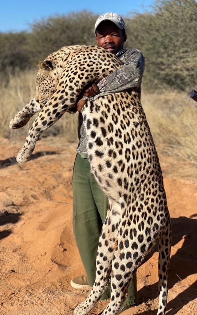 hunt-leopard-in-botswana