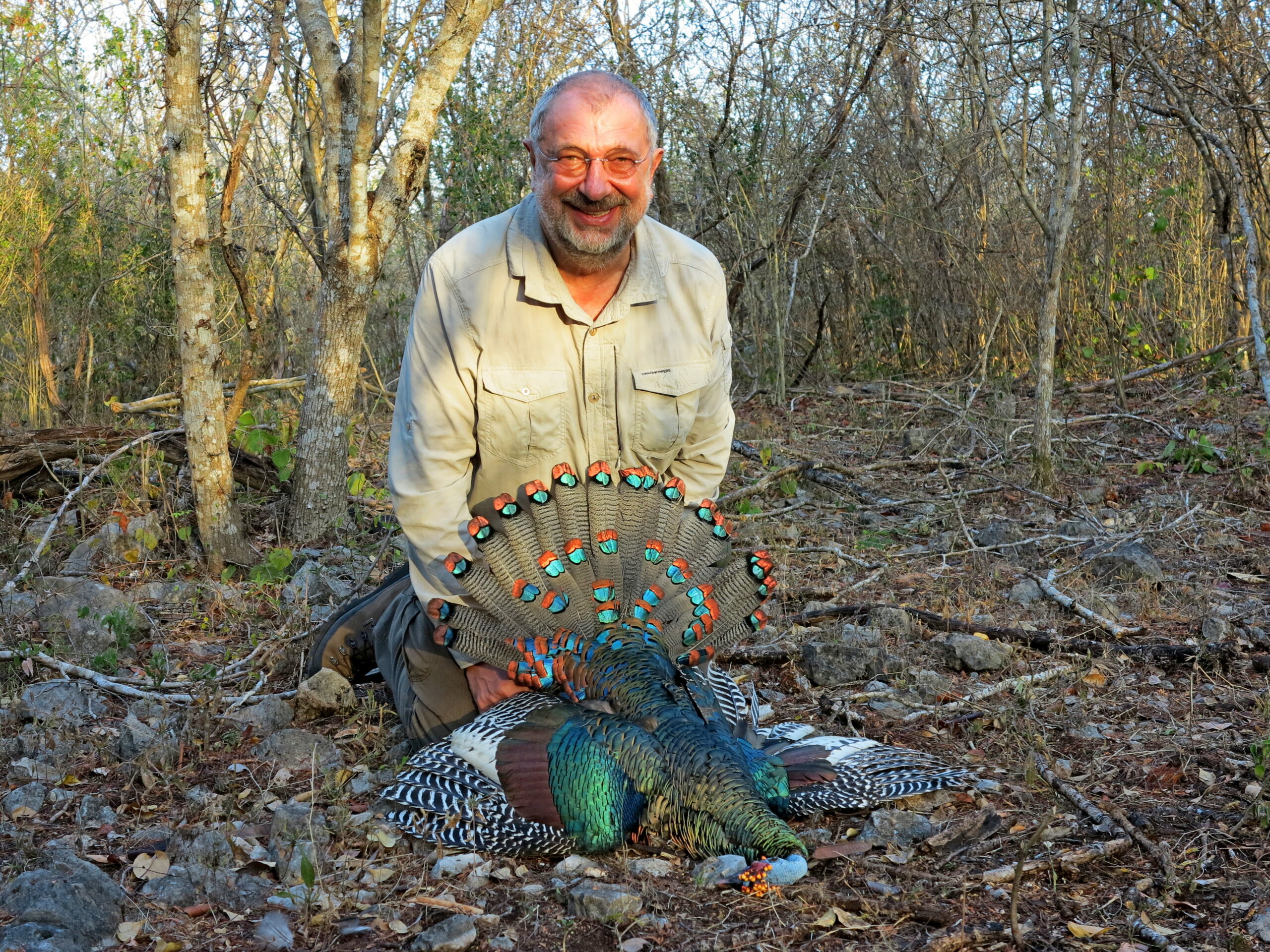 hunt-ocellated-turkey