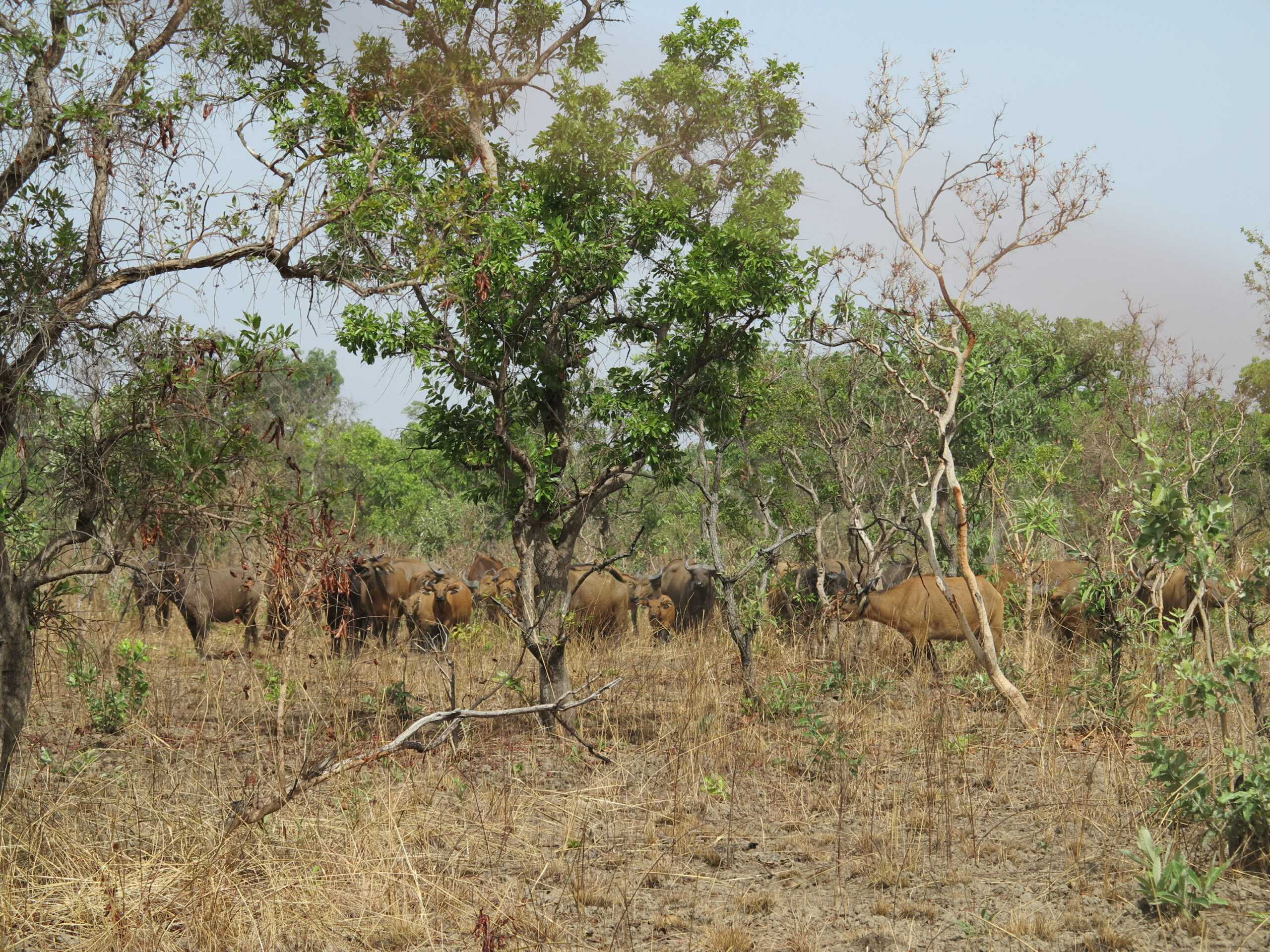 hunting-in-savanna