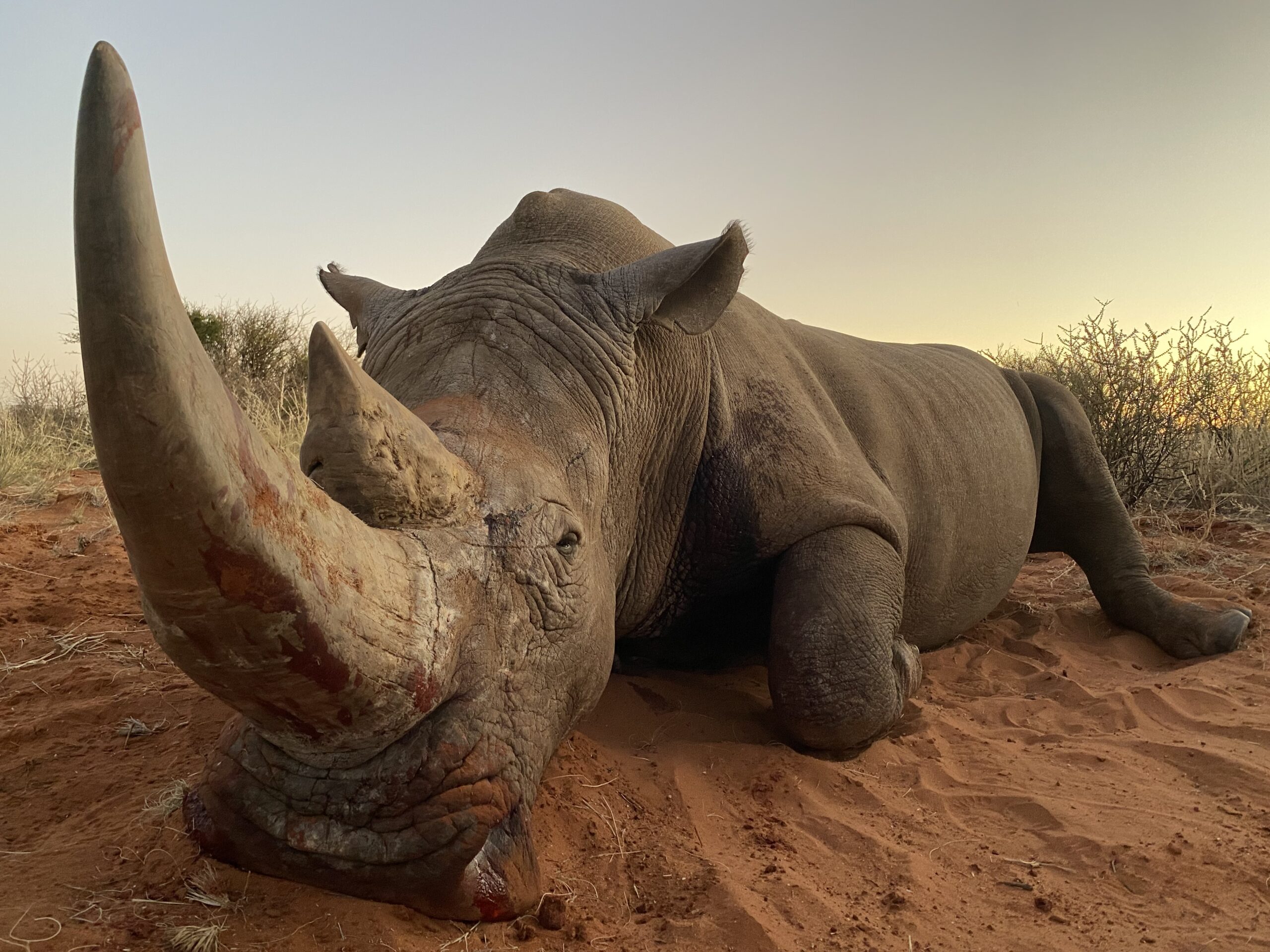 rhino-africa