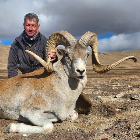 tian-shan-argali