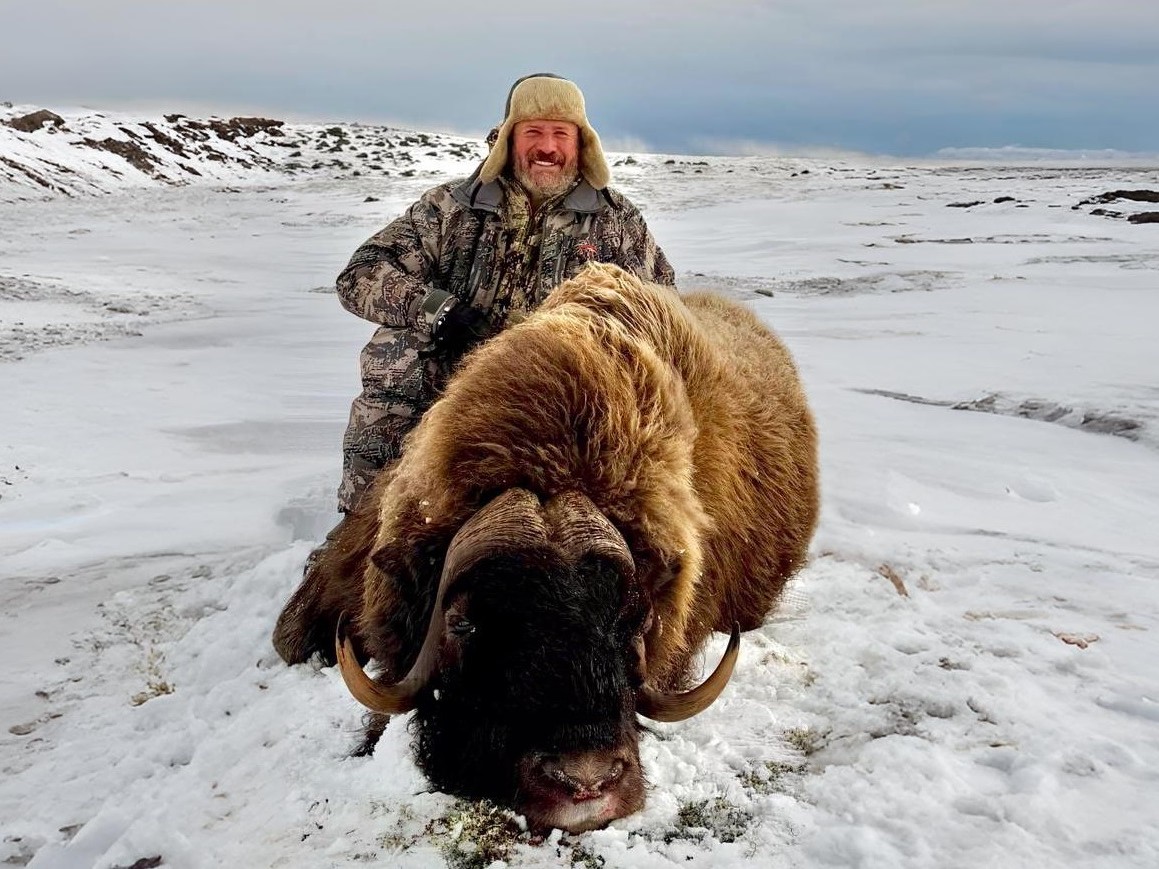 Muskox-trophy