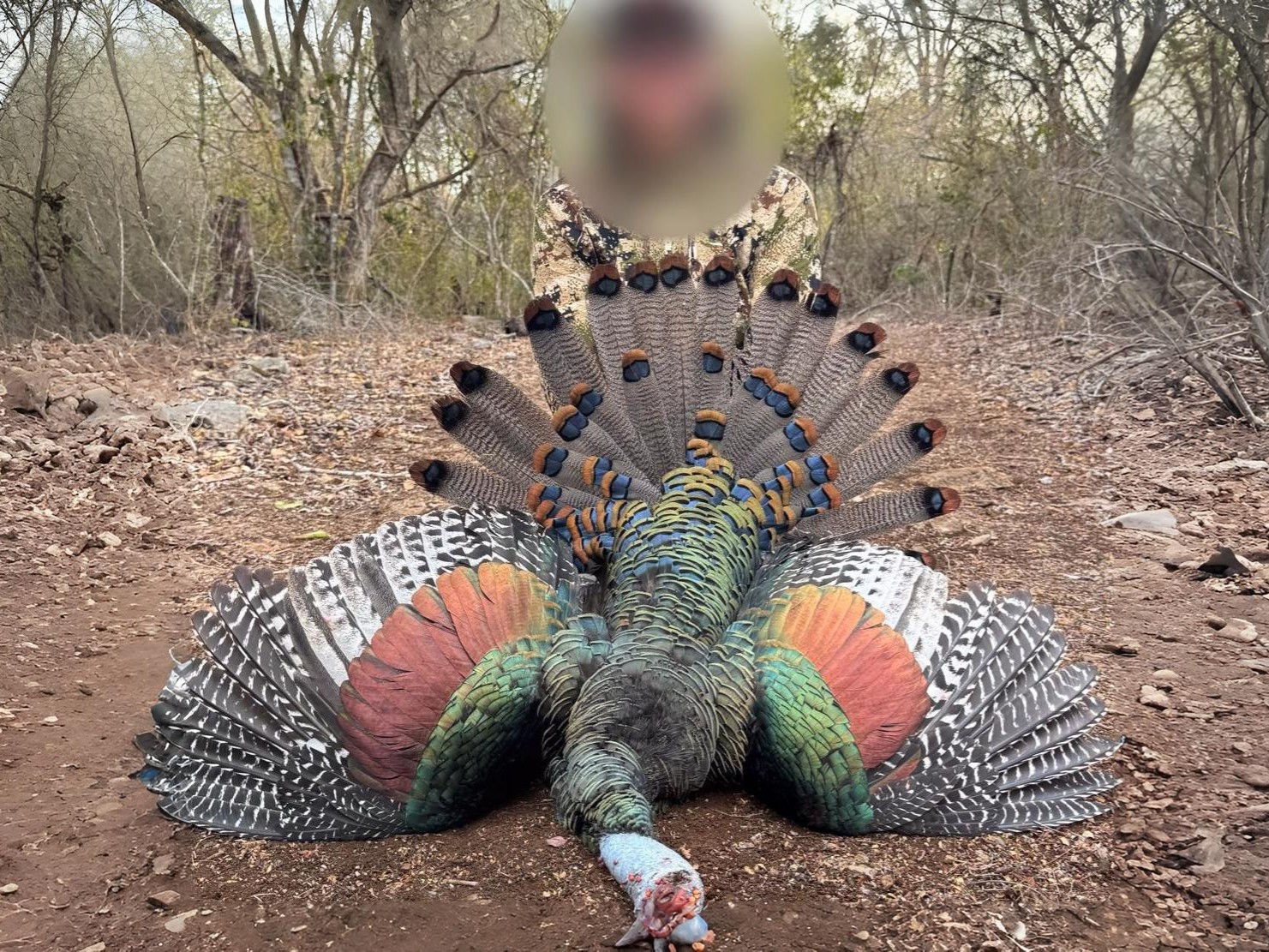 Occellated-Turkey-hunting