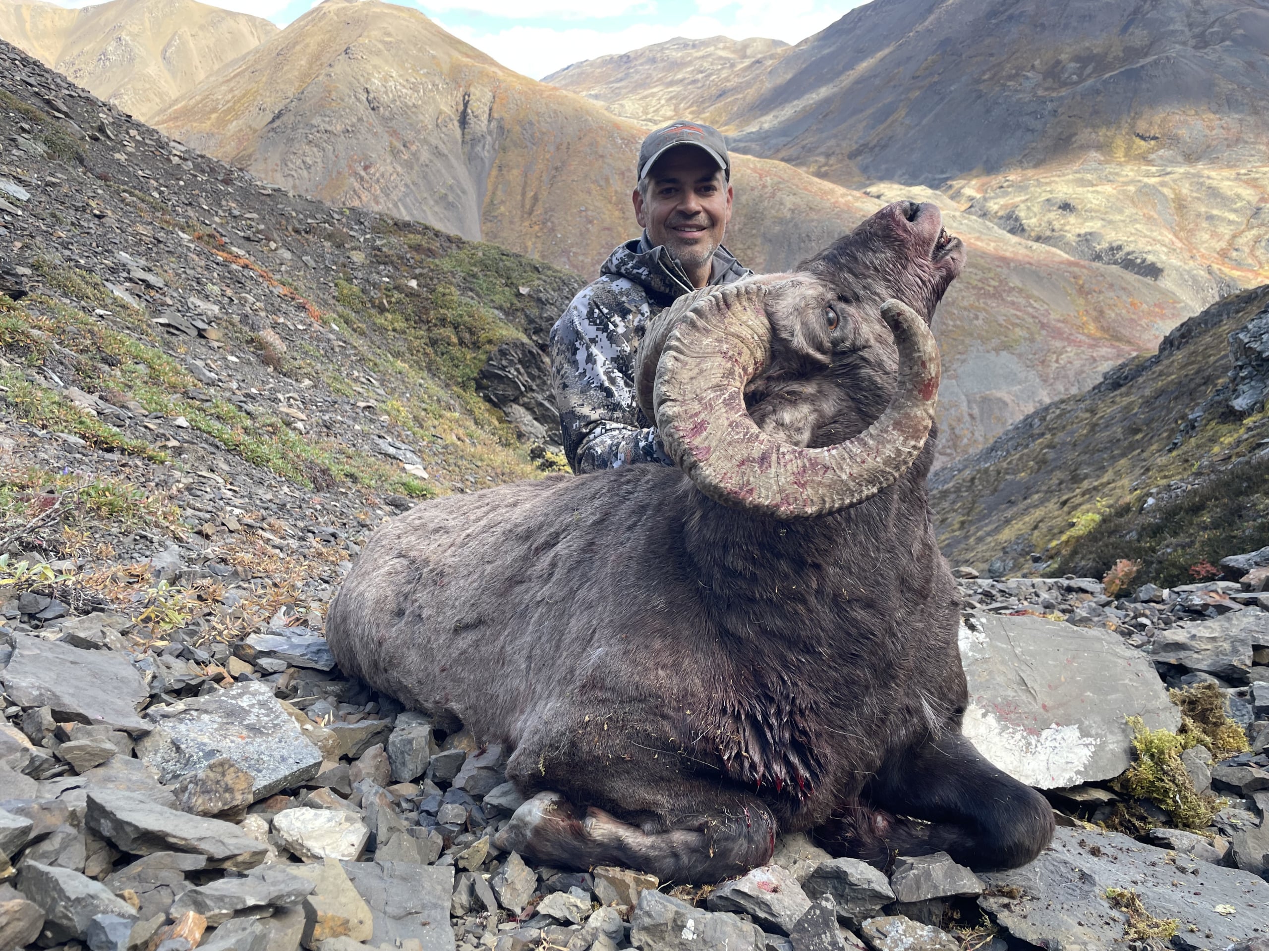 Okhotsk snow sheep (10)