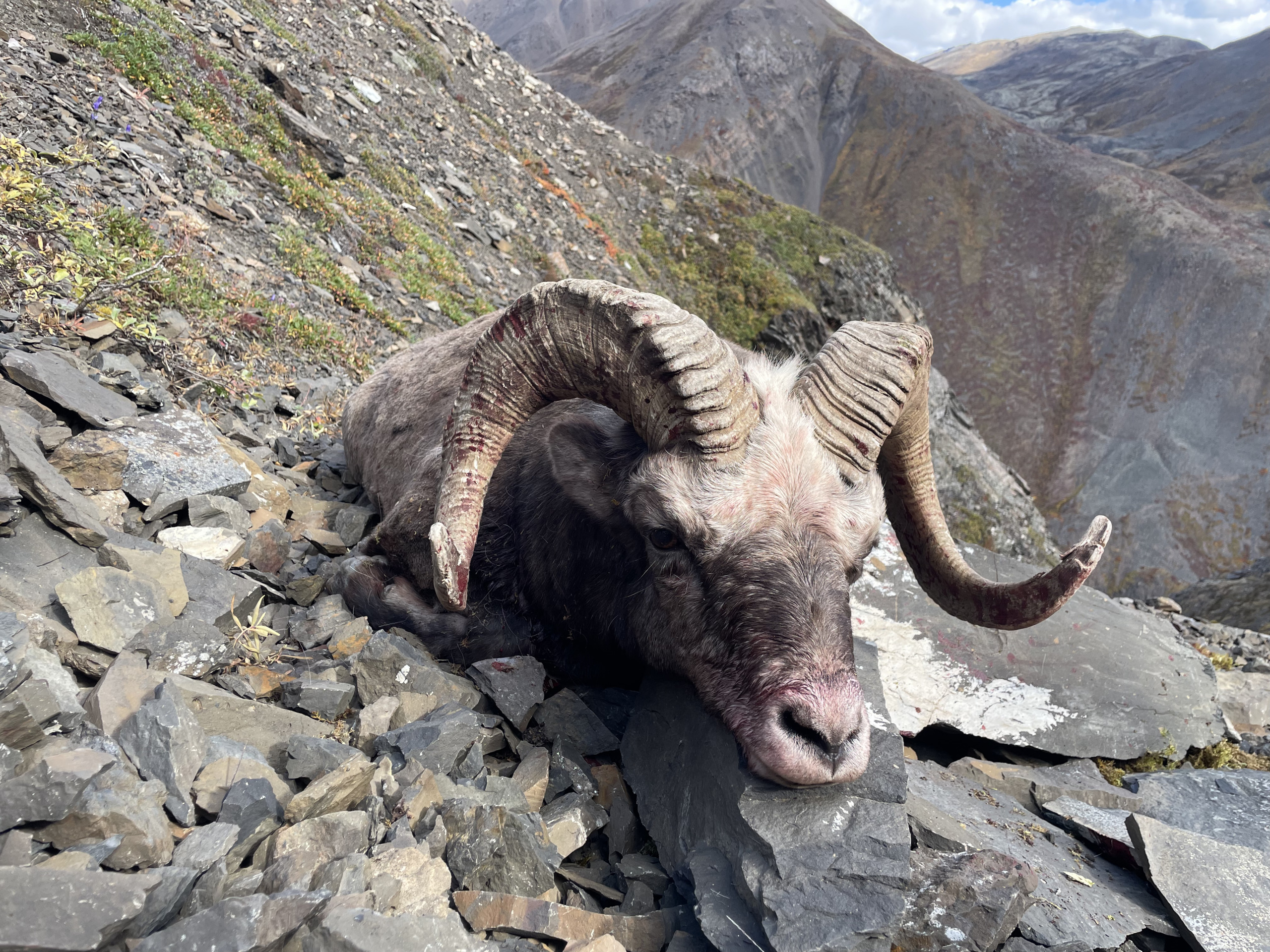 Okhotsk snow sheep (14)