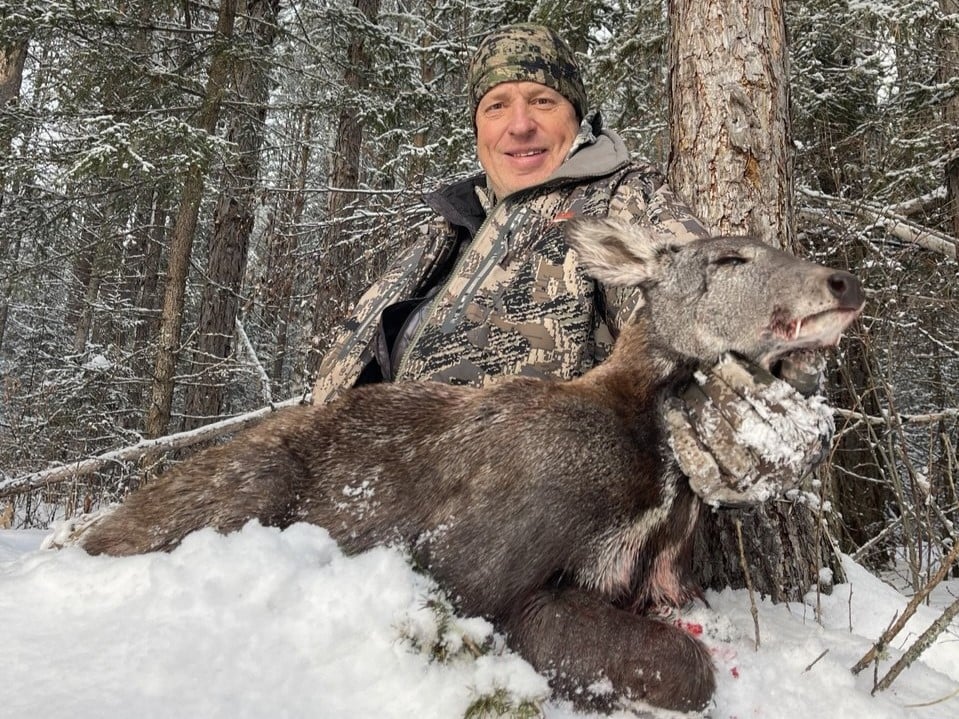 Siberian-musk-deer