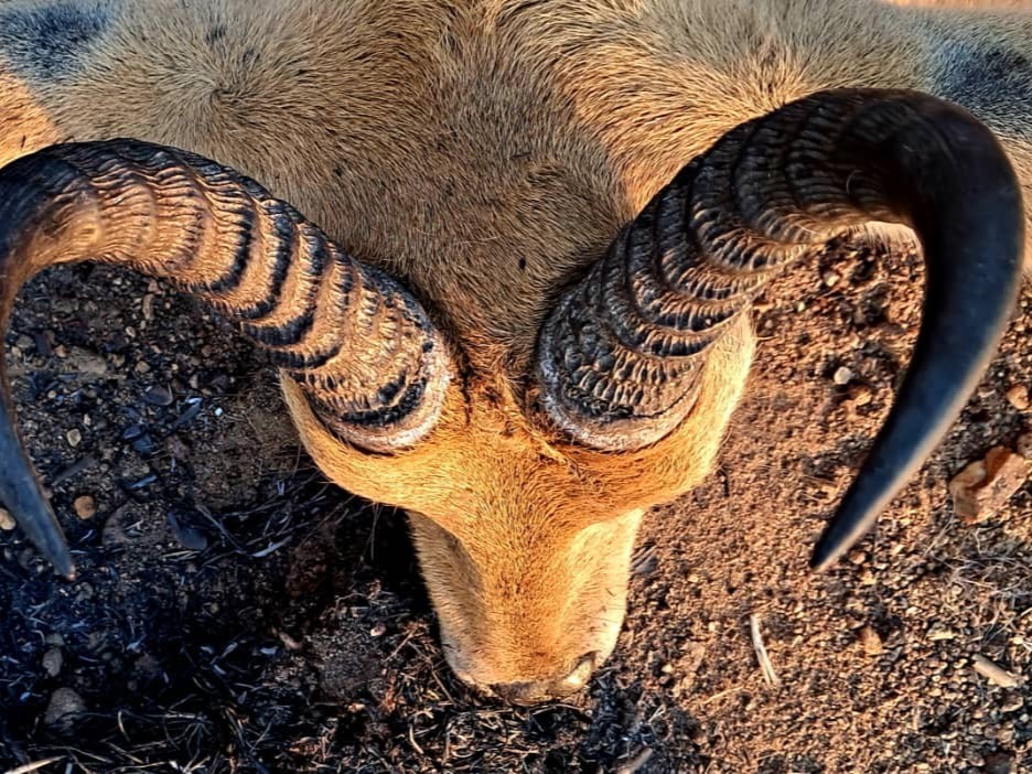 antelope-trophy-from-cameroon