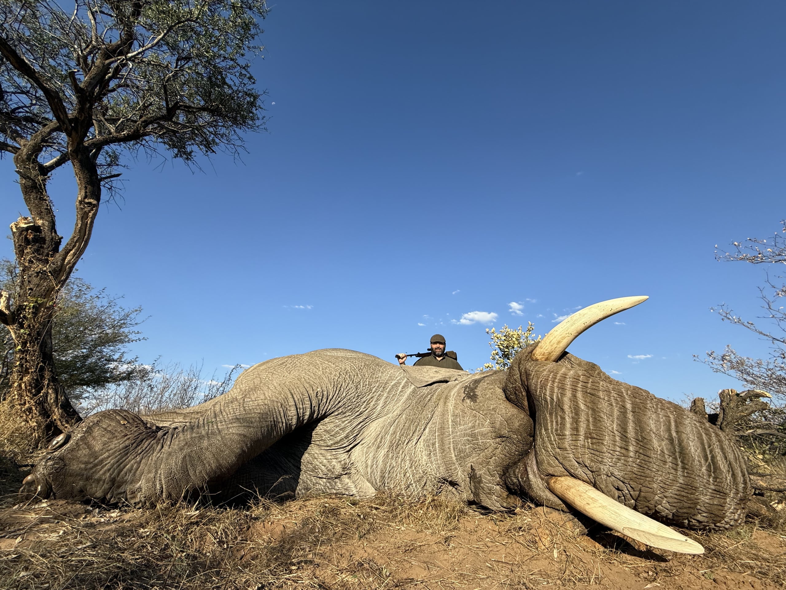 botswana-elephant-trophy