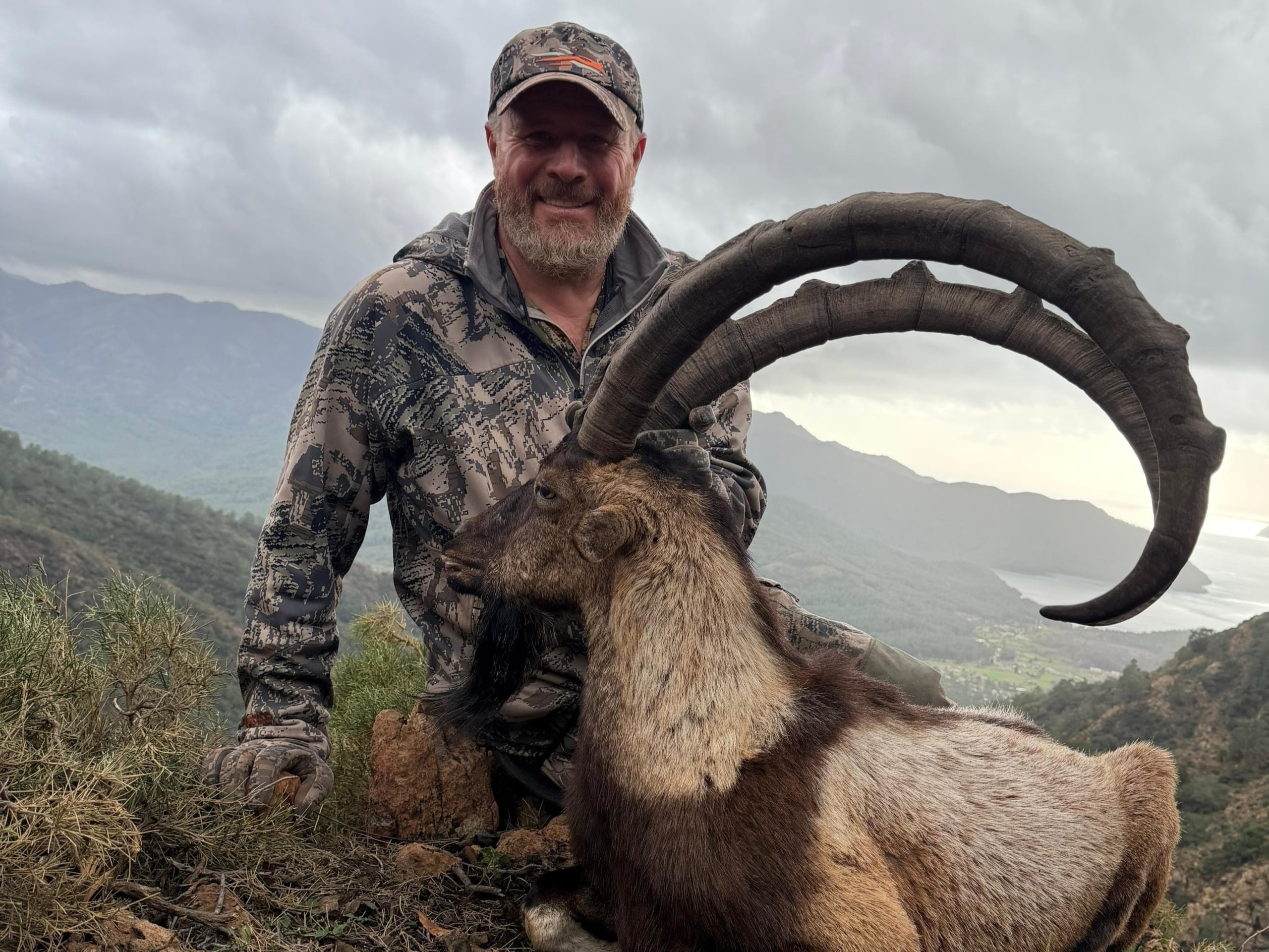 coastal-ibex
