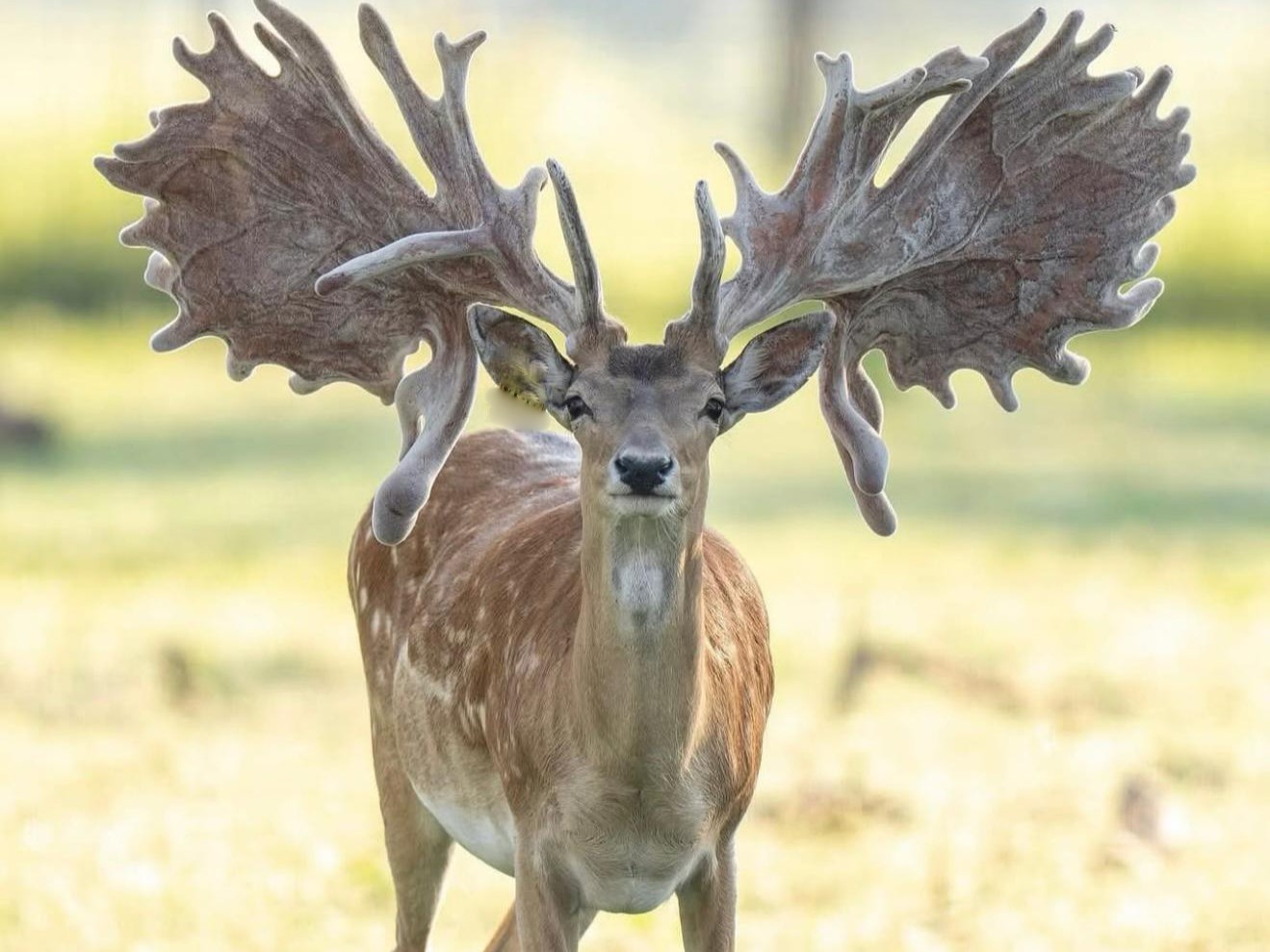 fallow-deer-hunt-france