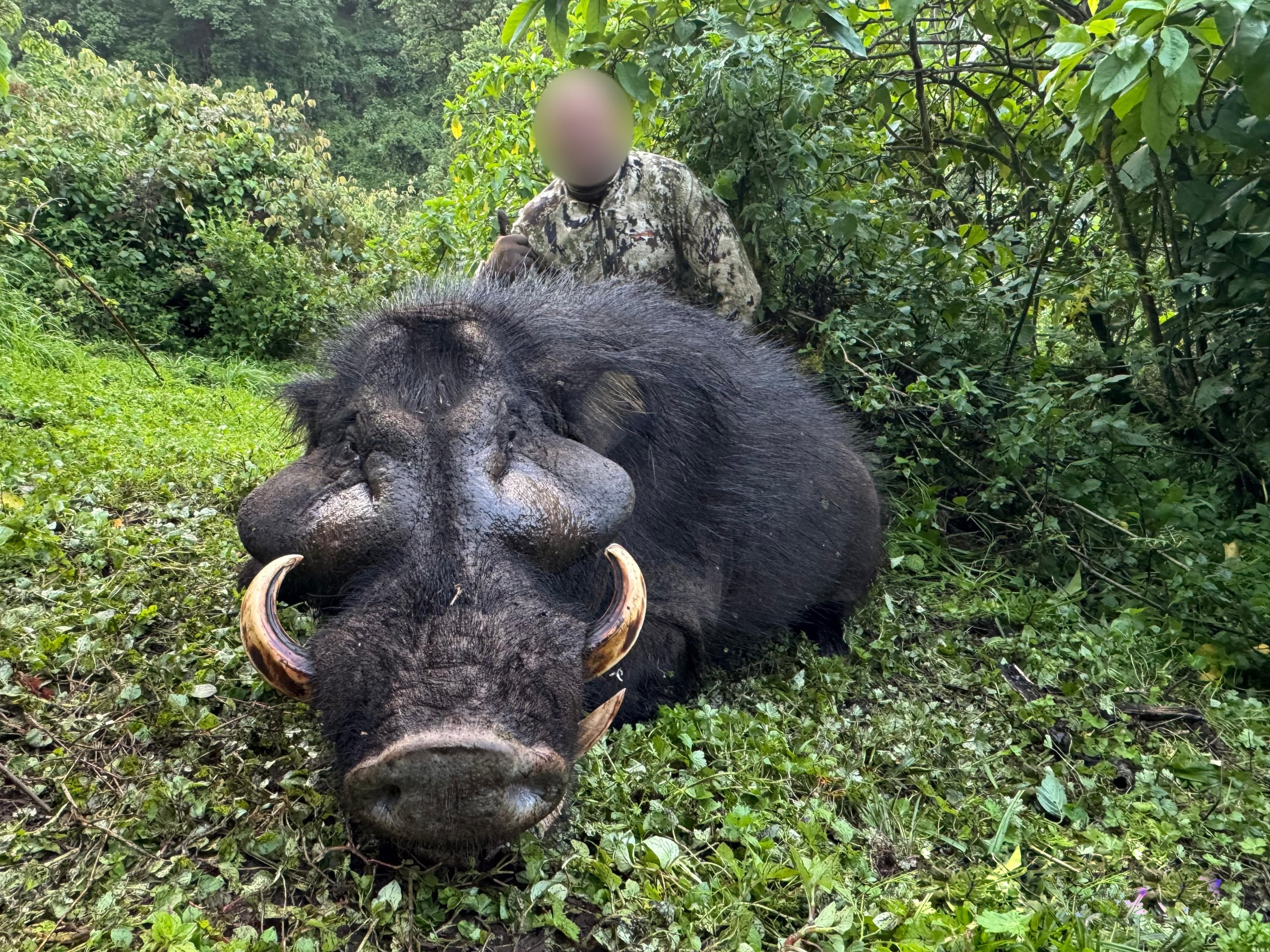 giant-forest-pig-Ethiopia