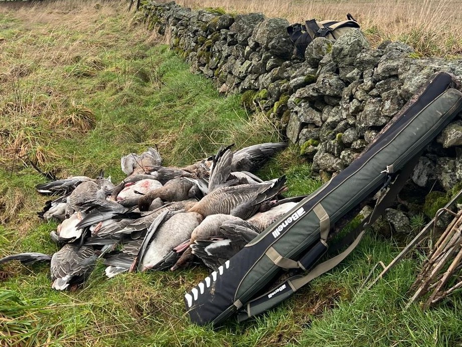goose-hunting-scotland