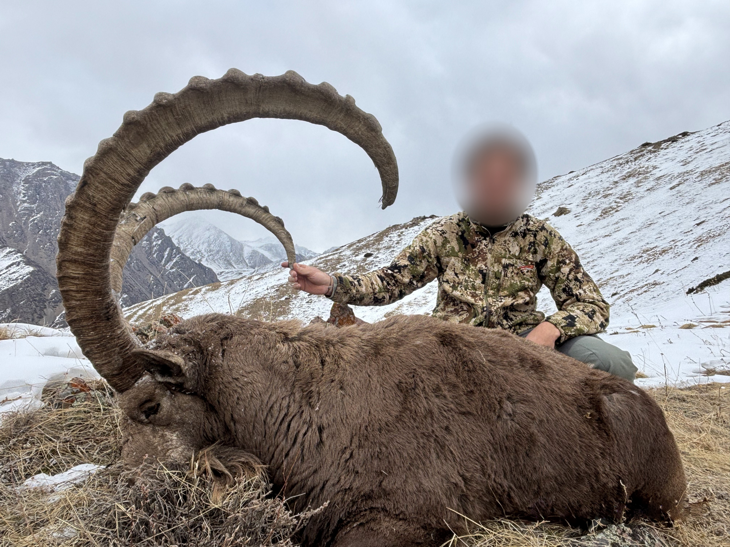 huge-mid-asian-ibex-trophy