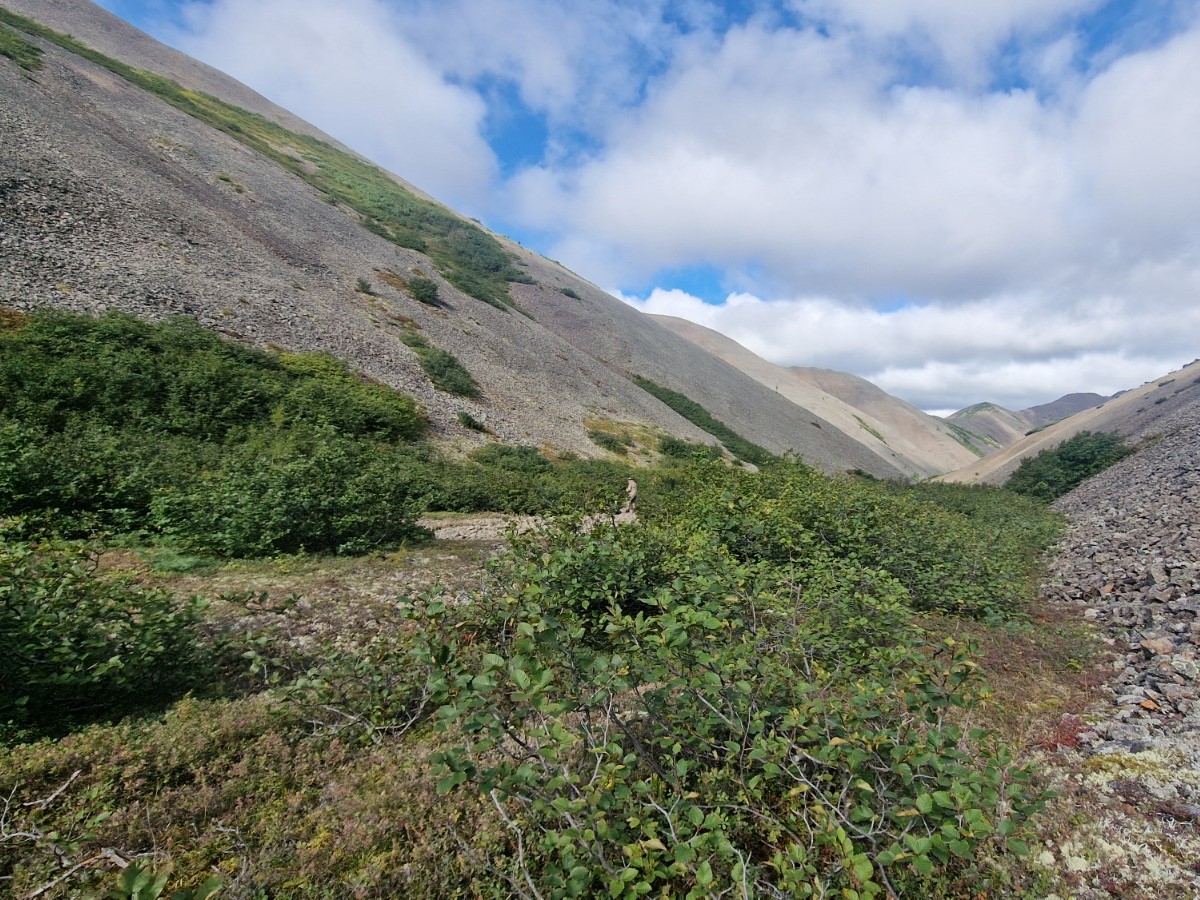 hunting-for-okhotsk-snow-sheep