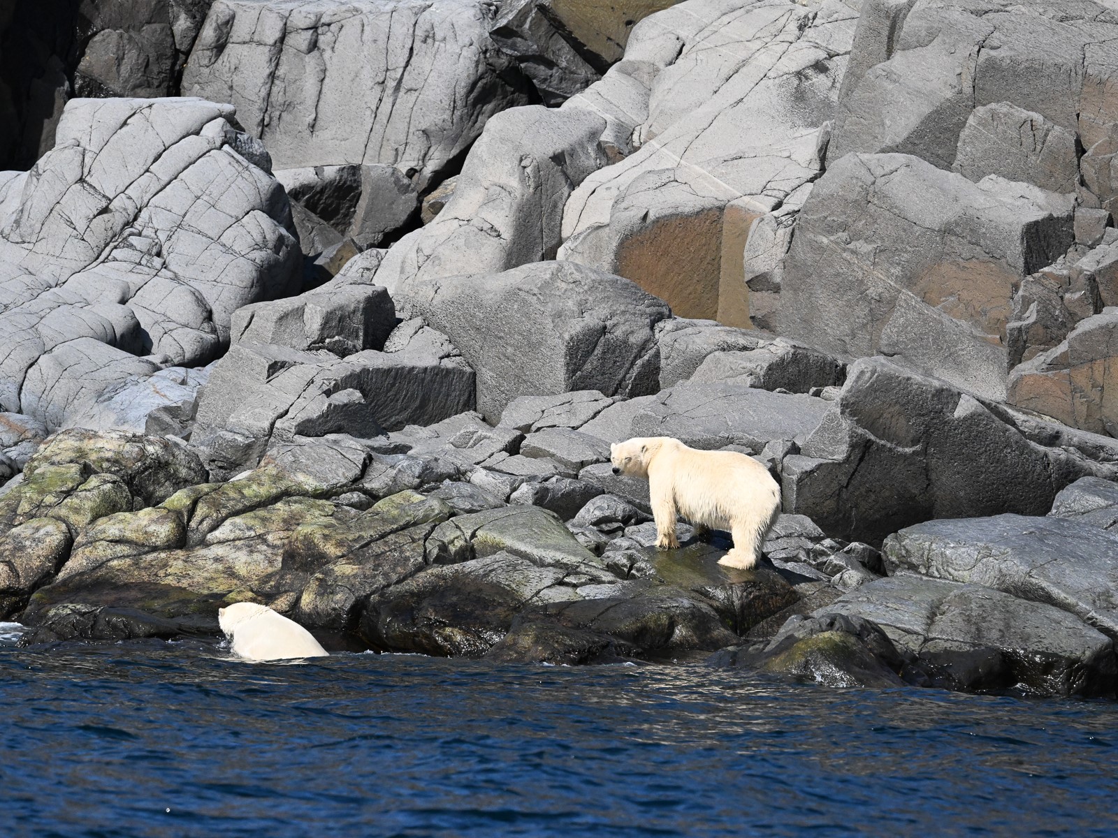 hunting-for-polar-bear-canada