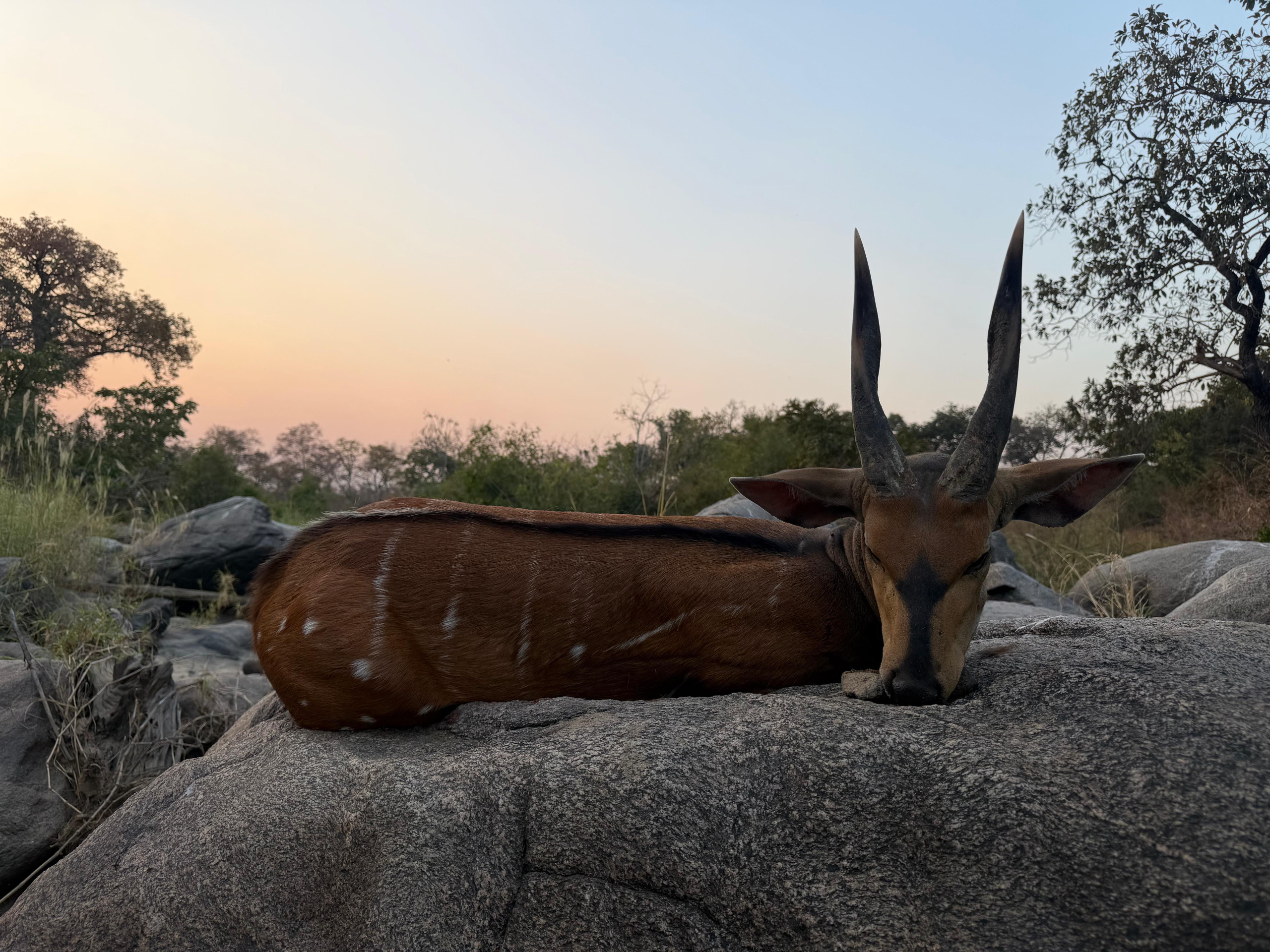 hunting-in-cameroon-savannah