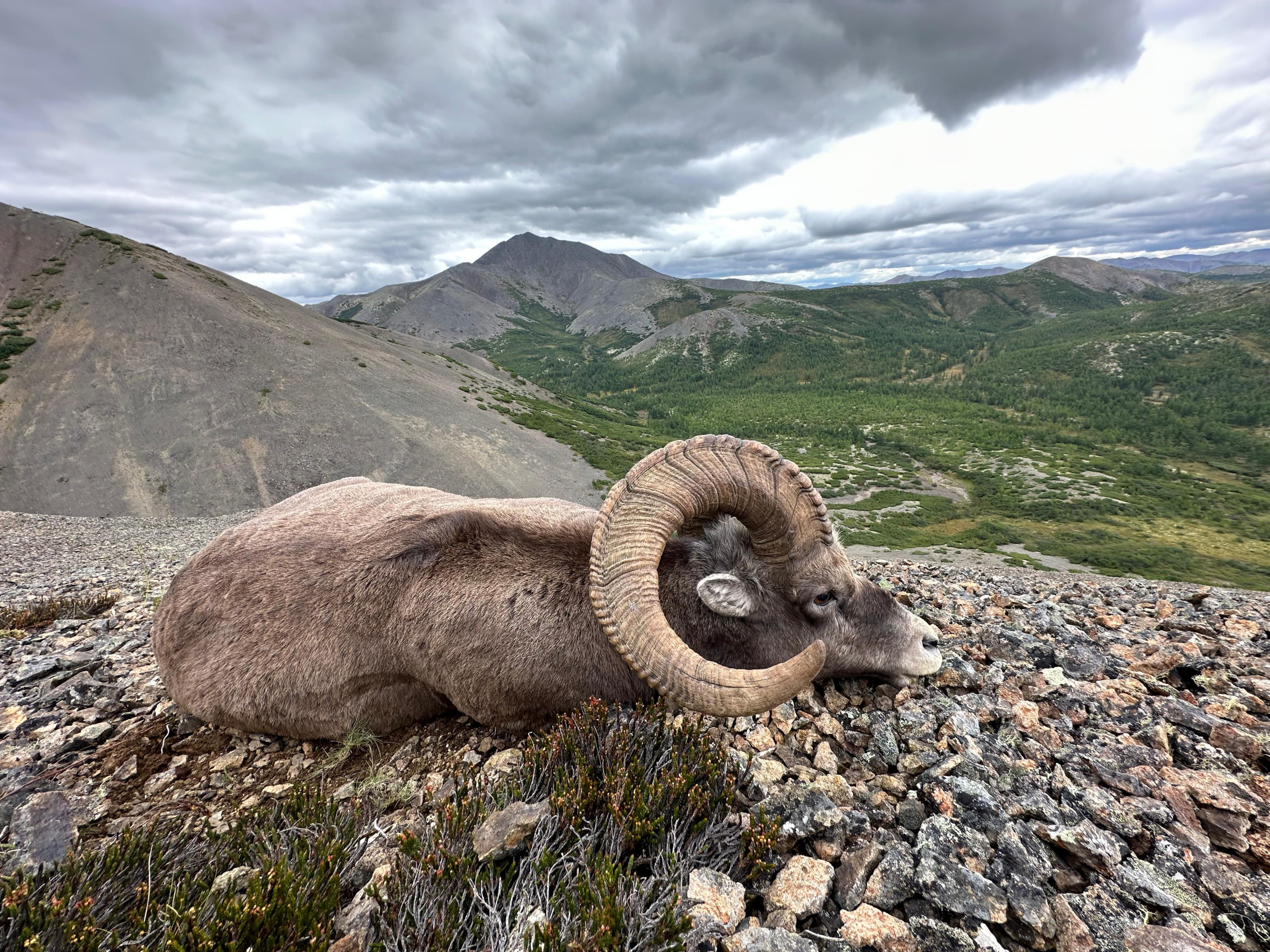 hunting-okhotsk-snow sheep