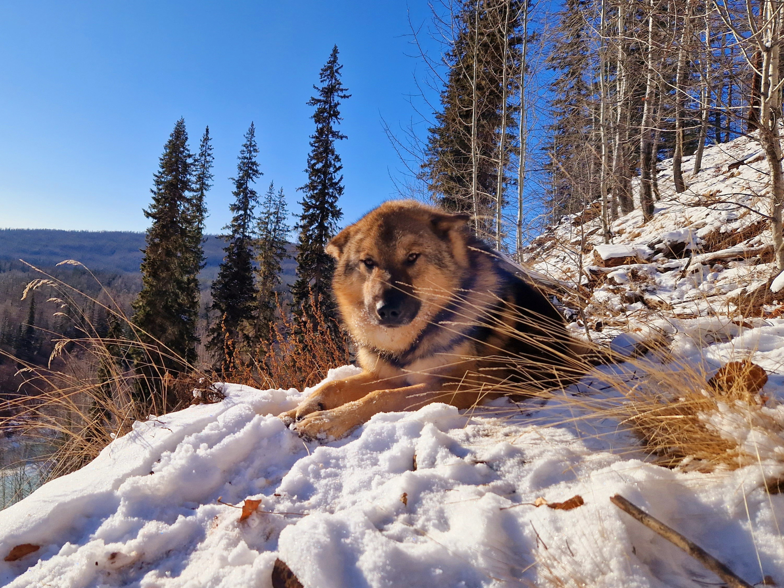 hunting-with-dogs-in-siberia