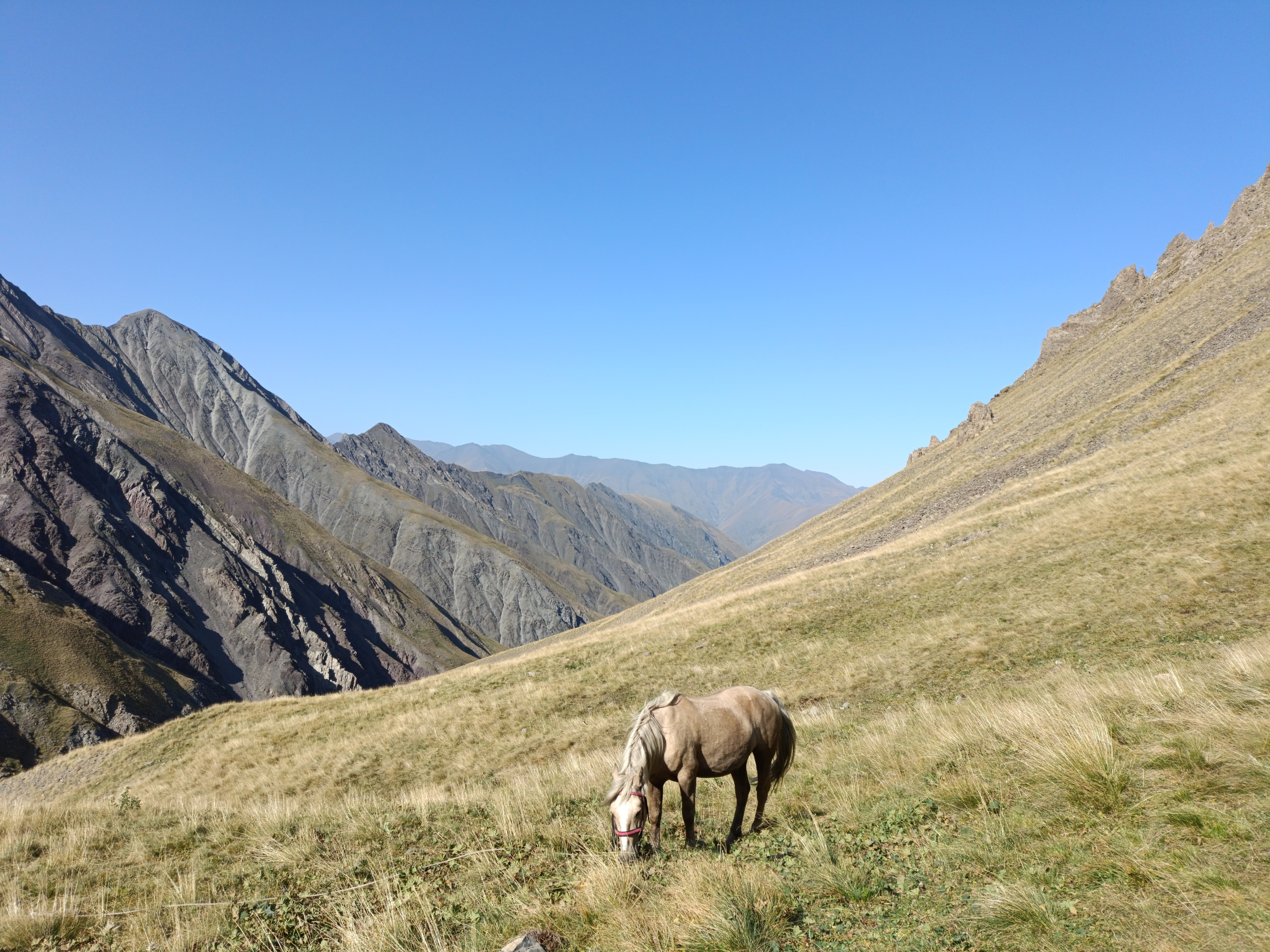 hunting-with-horses