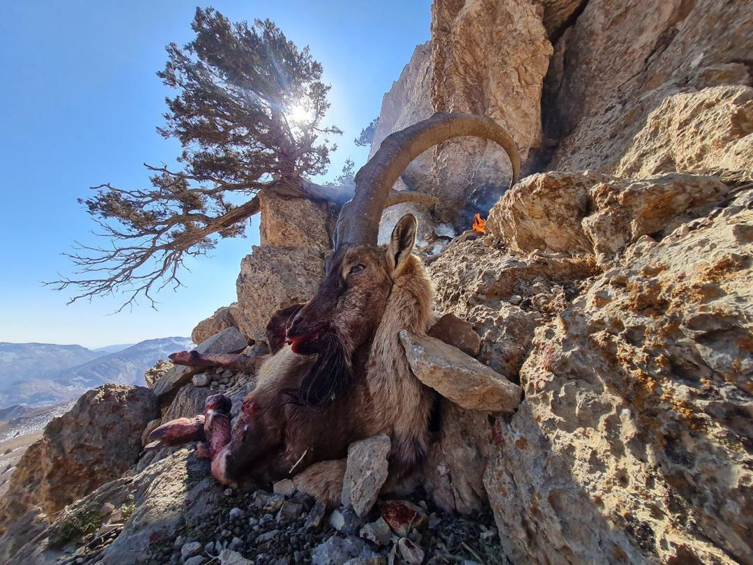 ibex-trophy-from-iran