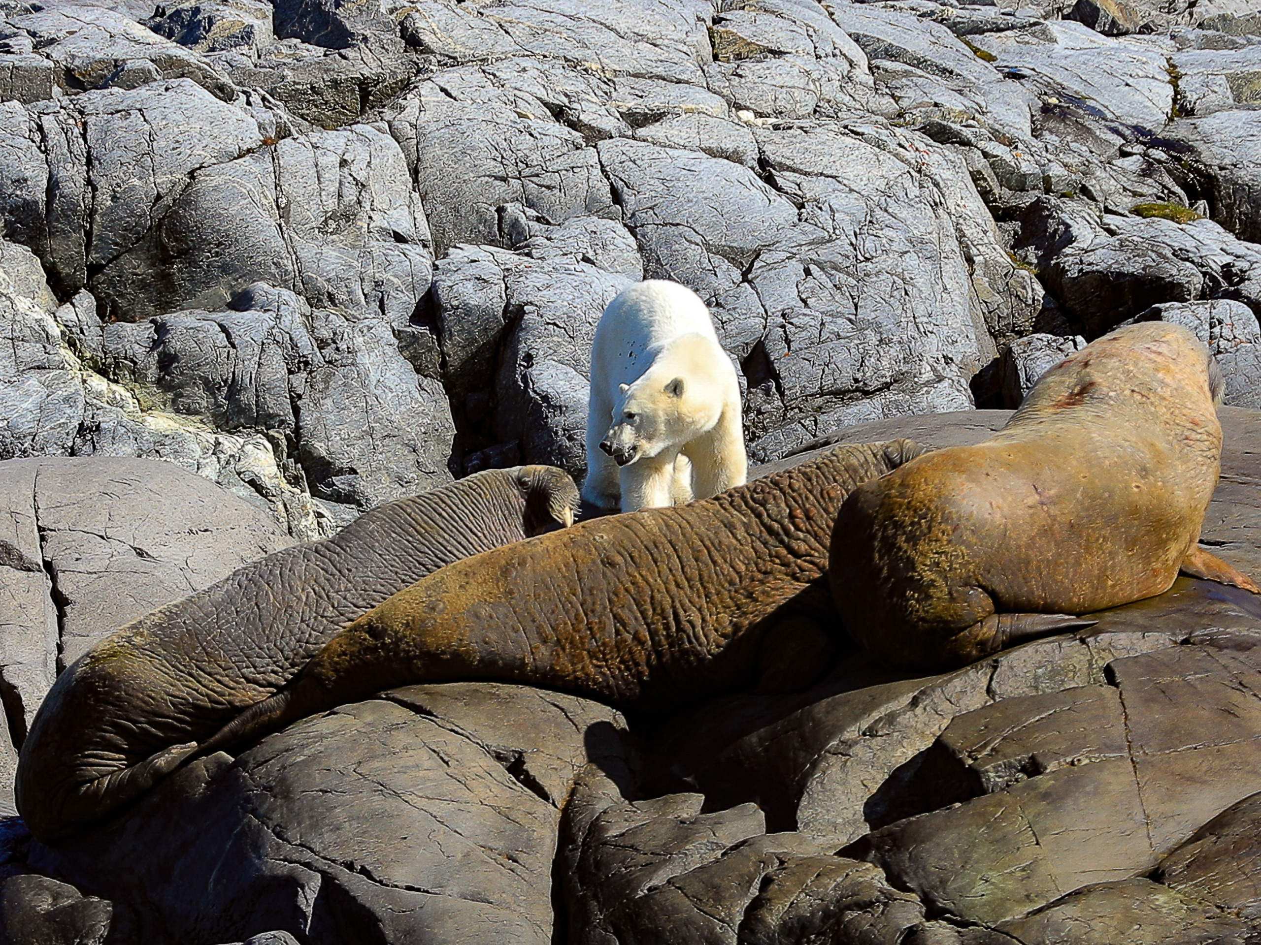 legal-hunt-for-polar-bear