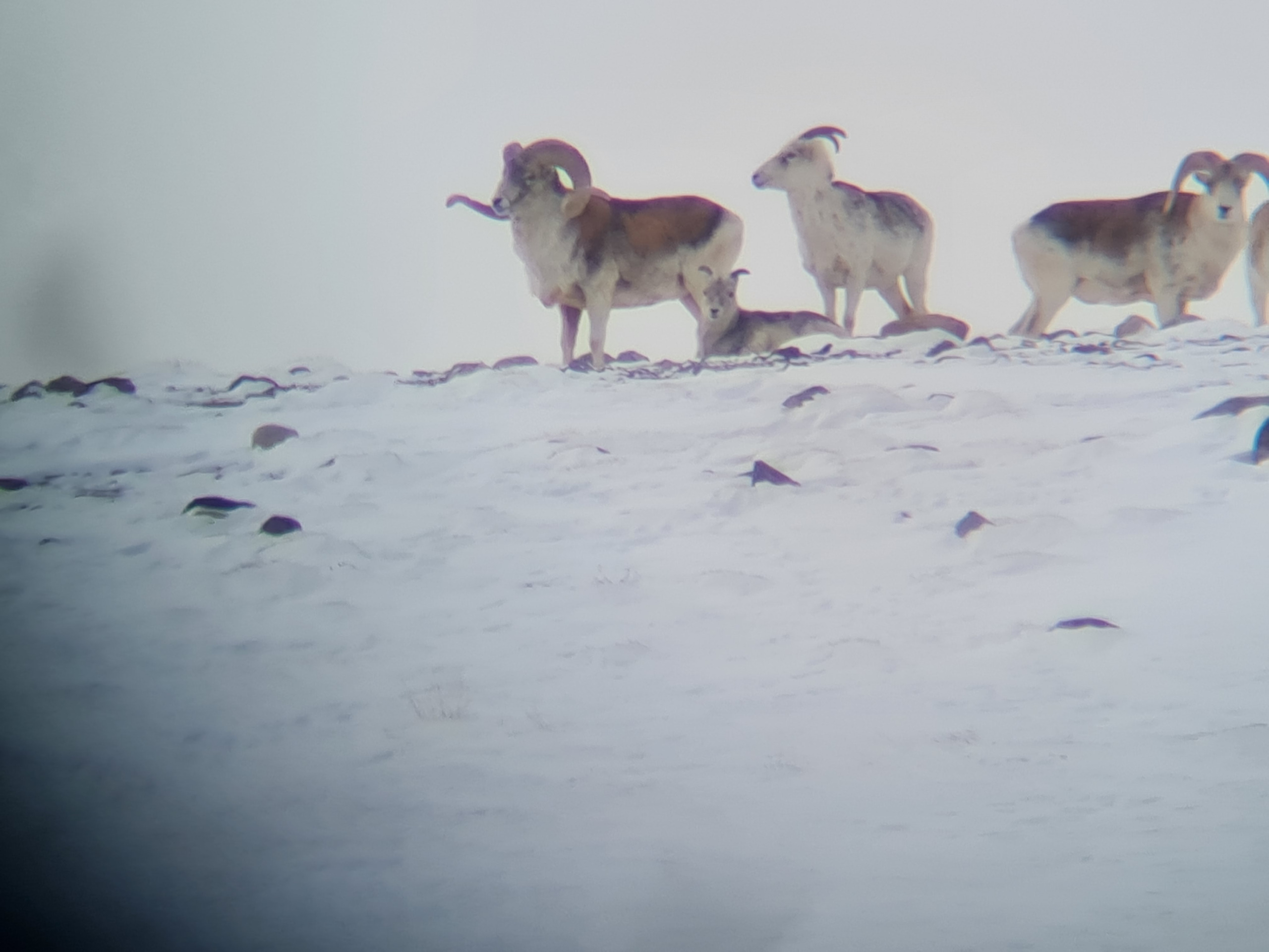 marco-polo-argali-herd