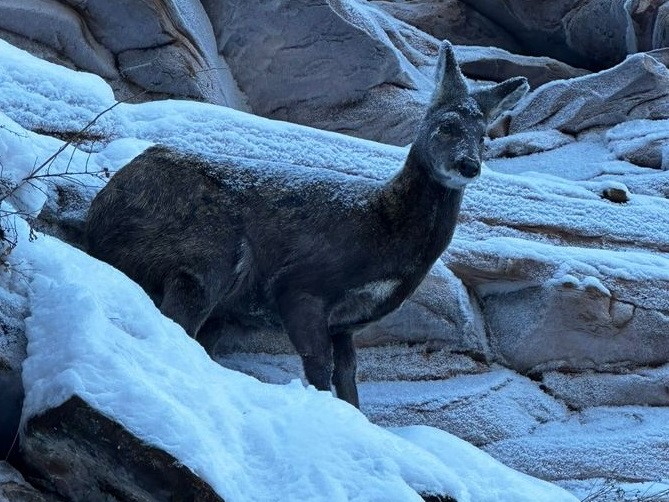 musk-deer-hunting