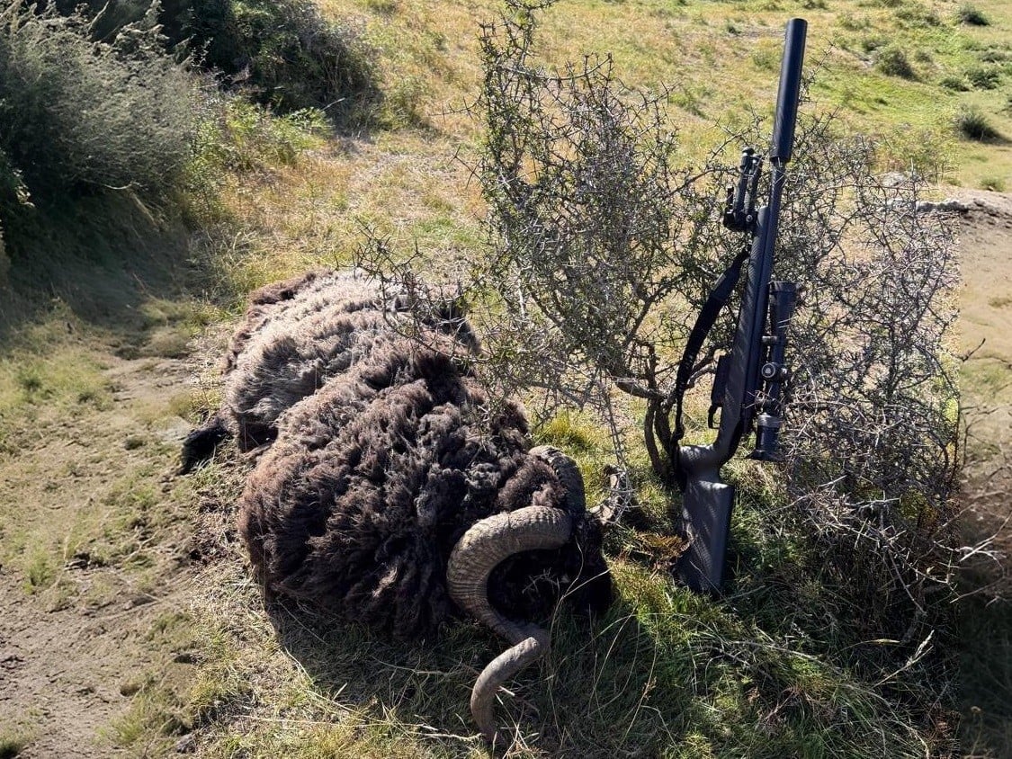 new-zealand-arapawa-hunt