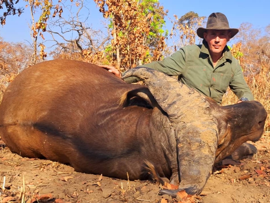savannah-buffalo-cameroon
