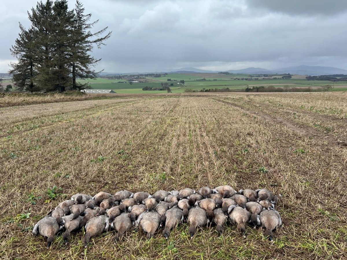 scotland-geese-hunting
