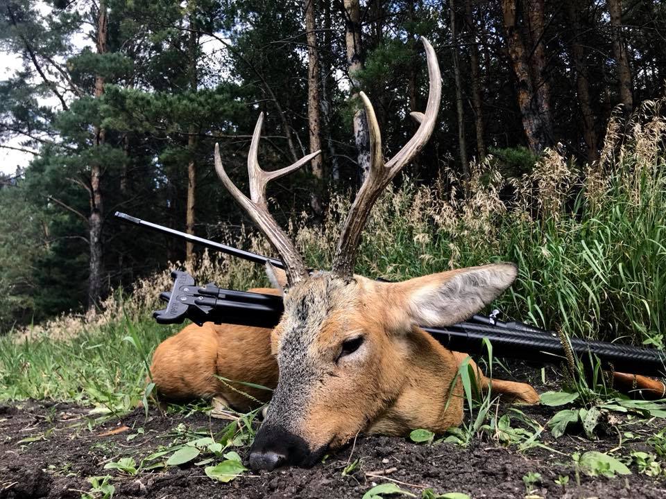 siberian-roe-deer-trophy