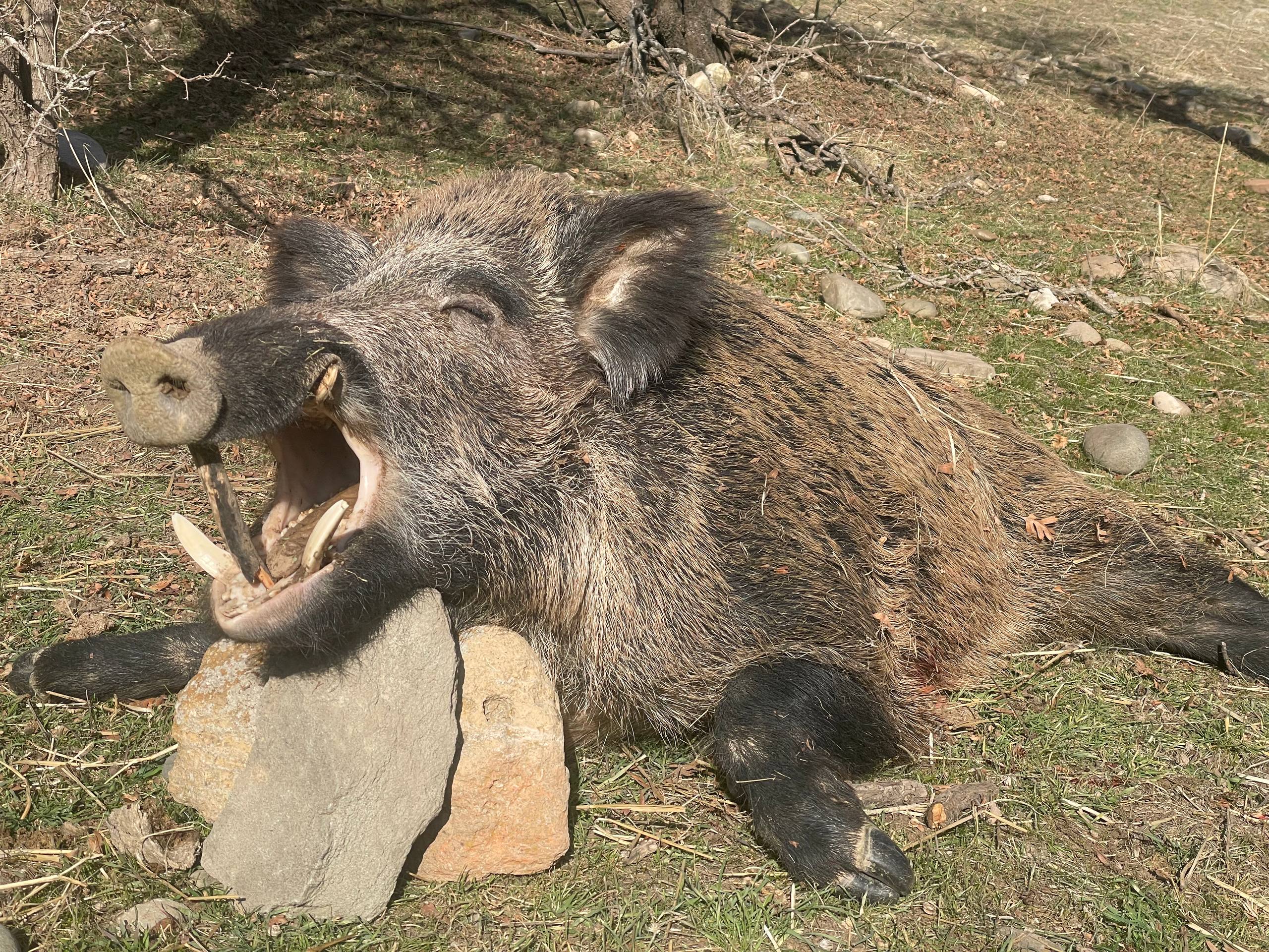 wild-boar-trophy-tajikistan