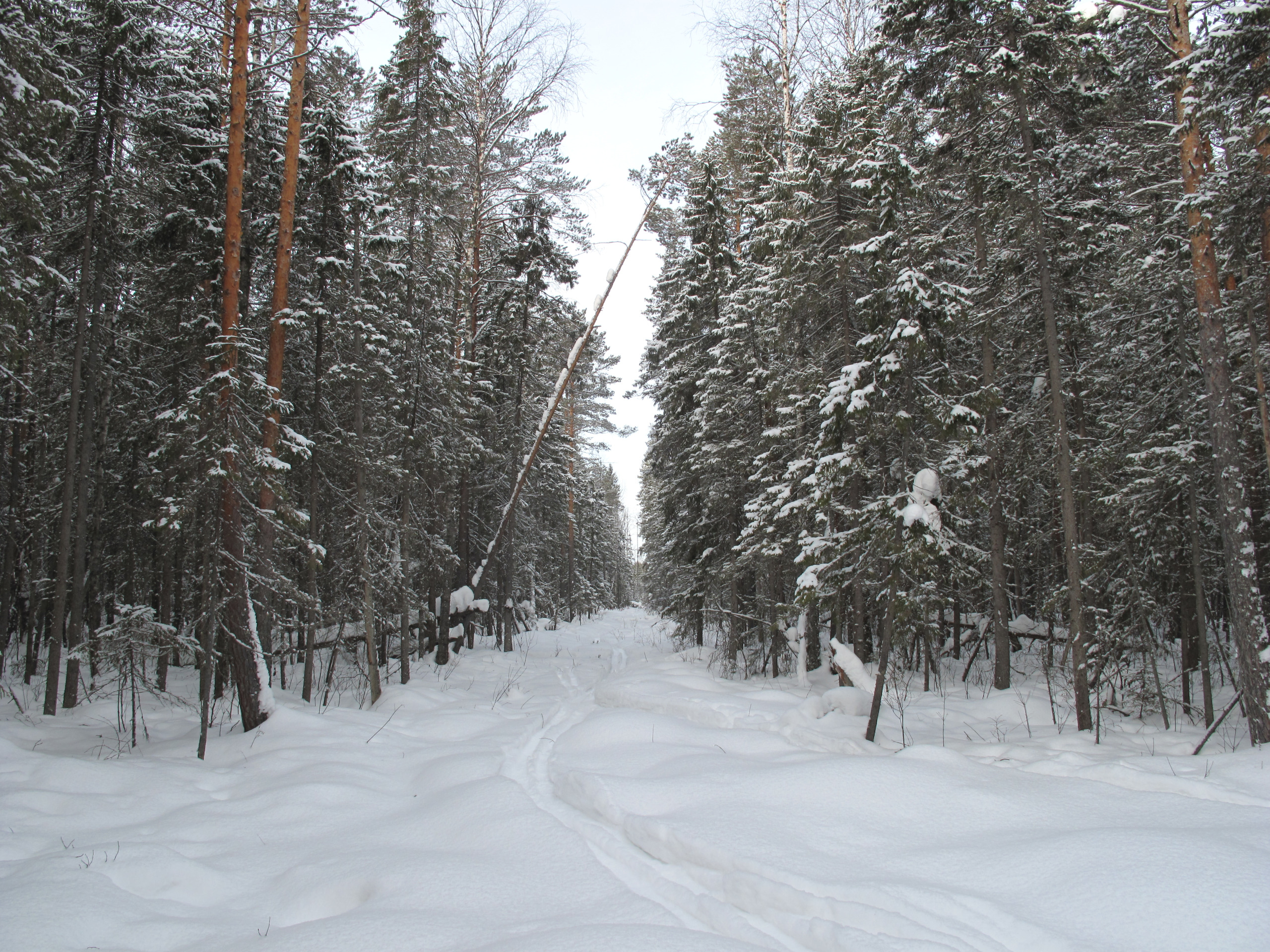 winter-hunt